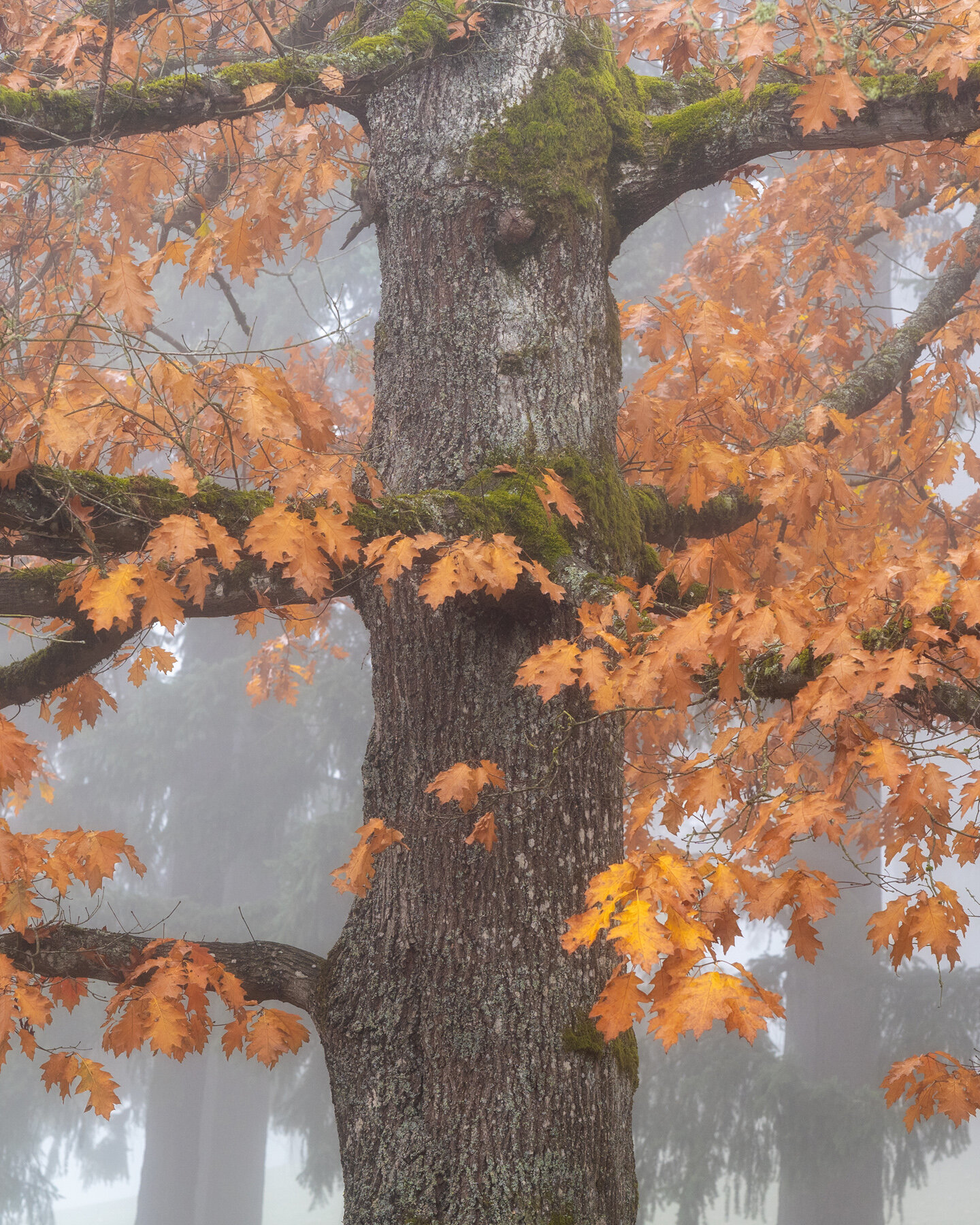 Wasim Muklashy Photography_Forest Park_Hoyt Arboretum_Portland_Oregon_Foggy Fall Forest_137.jpg