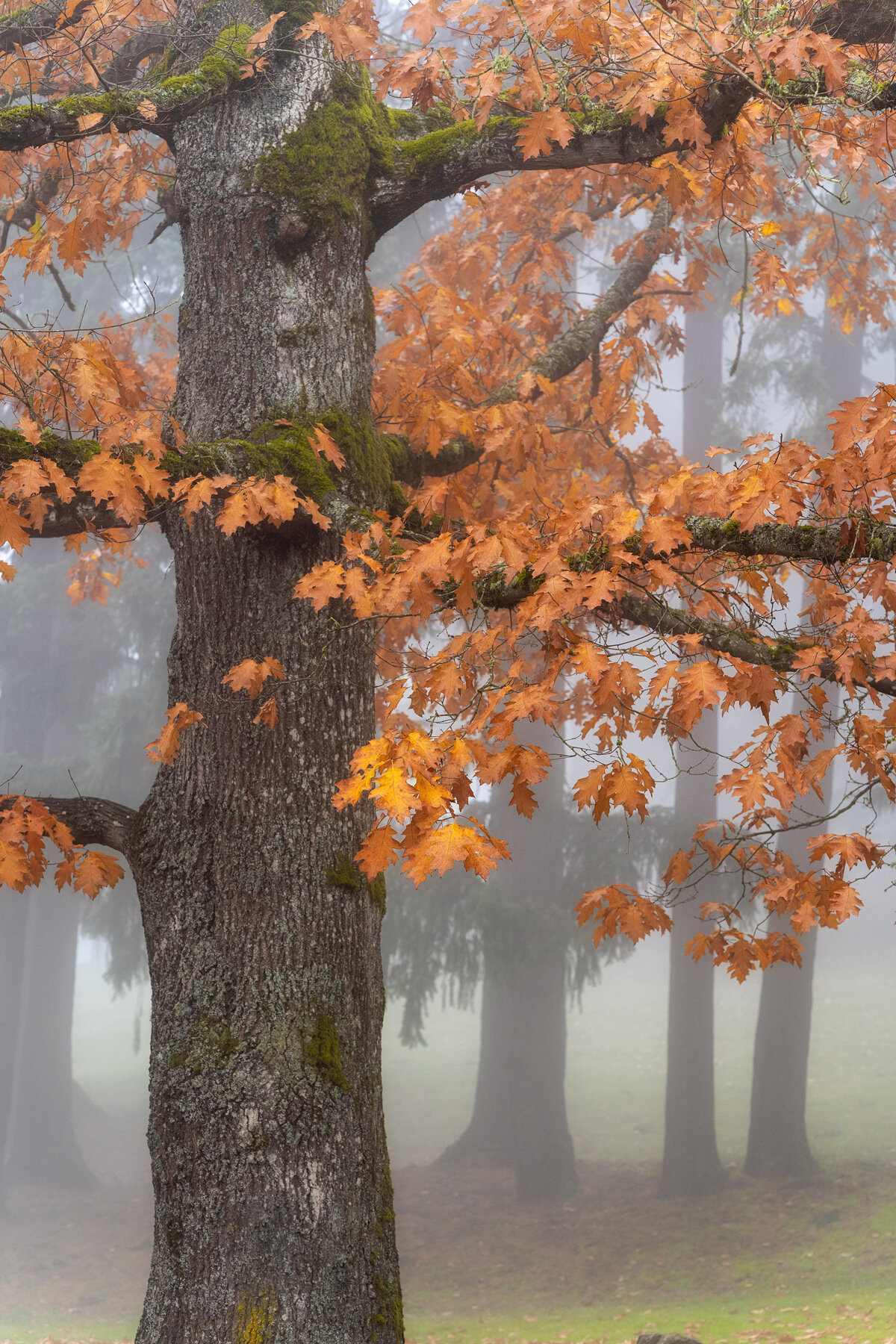 Wasim Muklashy Photography_Forest Park_Hoyt Arboretum_Portland_Oregon_Foggy Fall Forest_138.jpg