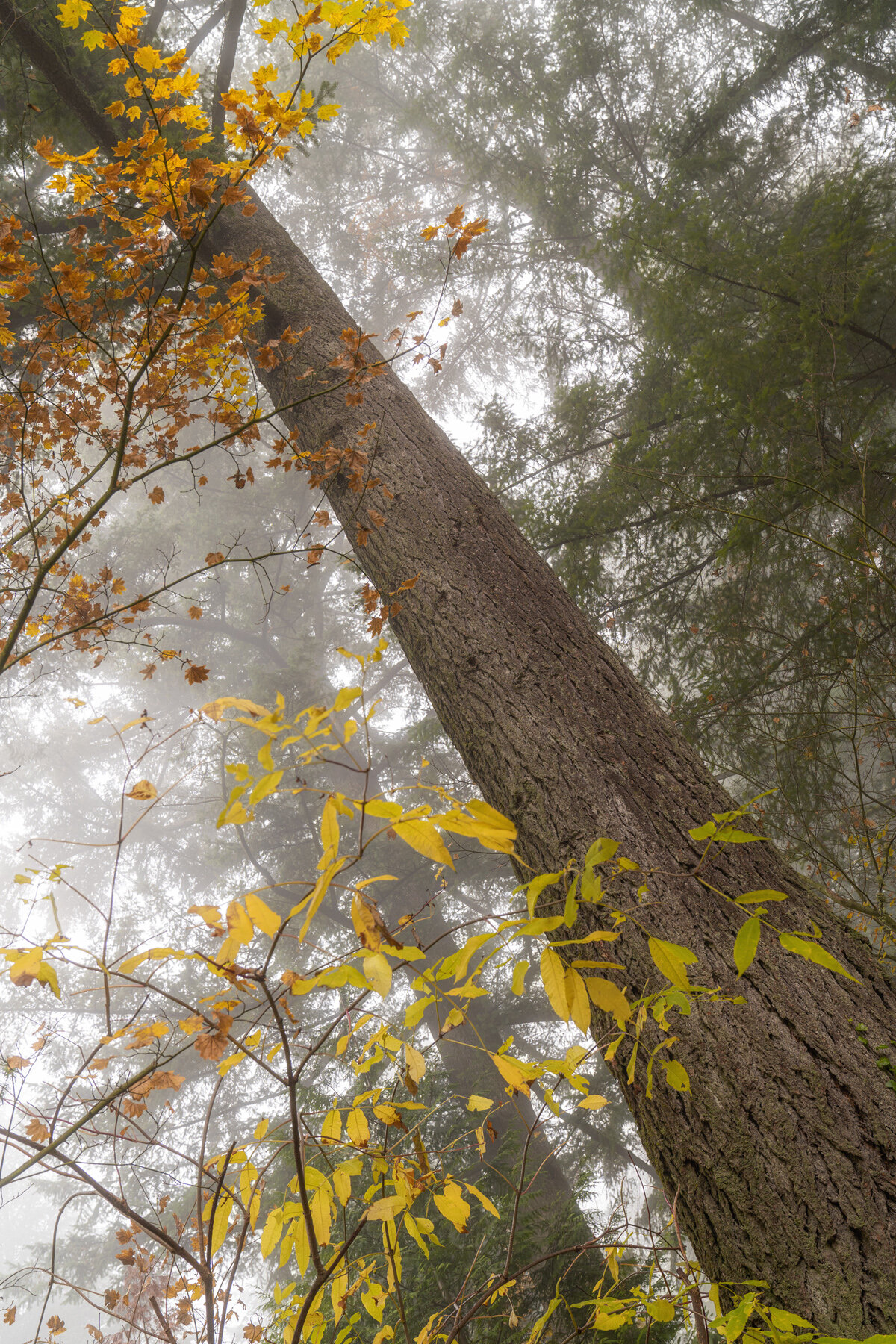 Wasim Muklashy Photography_Forest Park_Hoyt Arboretum_Portland_Oregon_Foggy Fall Forest_101.jpg