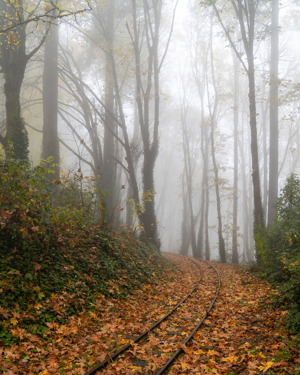 Wasim Muklashy Photography_Forest Park_Hoyt Arboretum_Portland_Oregon_Foggy Fall Forest_120b.jpg