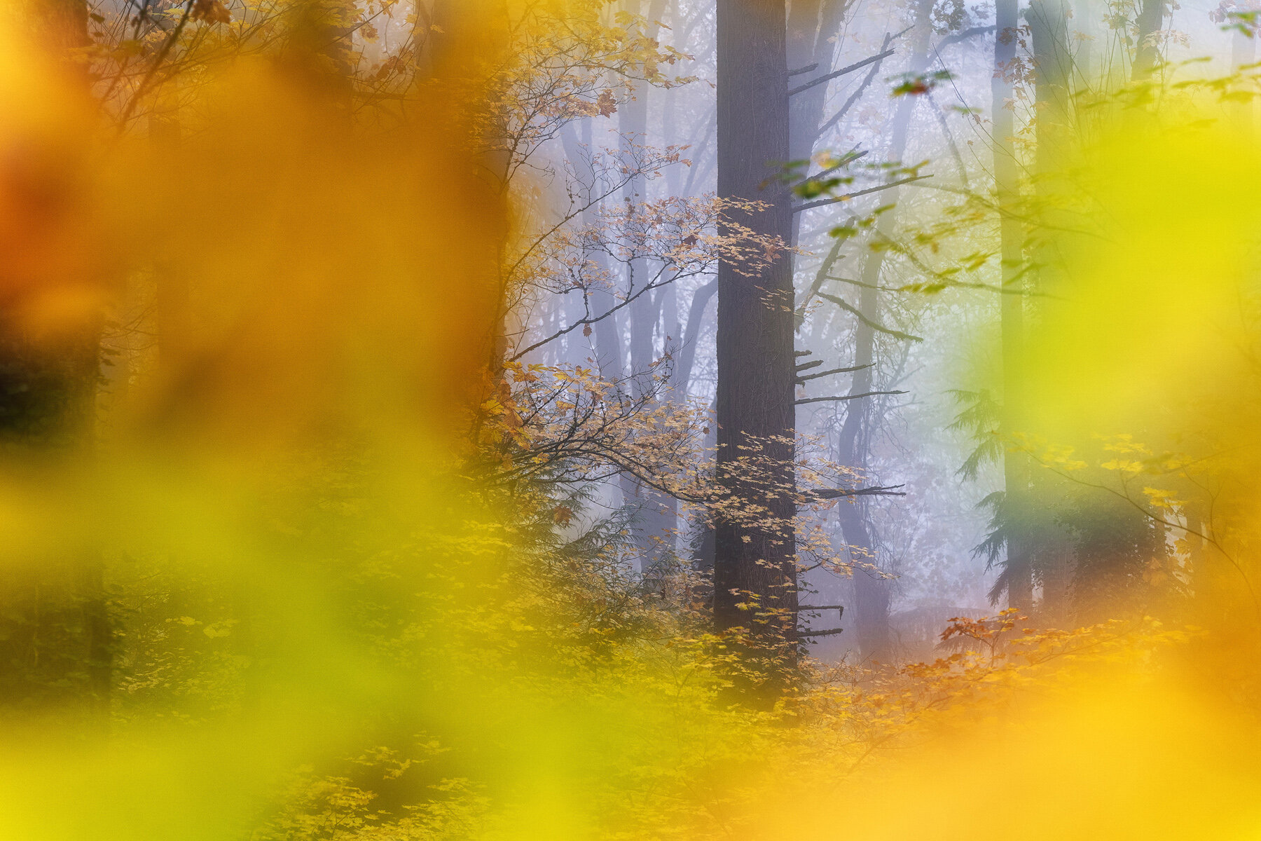 Wasim Muklashy Photography_Forest Park_Hoyt Arboretum_Portland_Oregon_Foggy Fall Forest_134.jpg