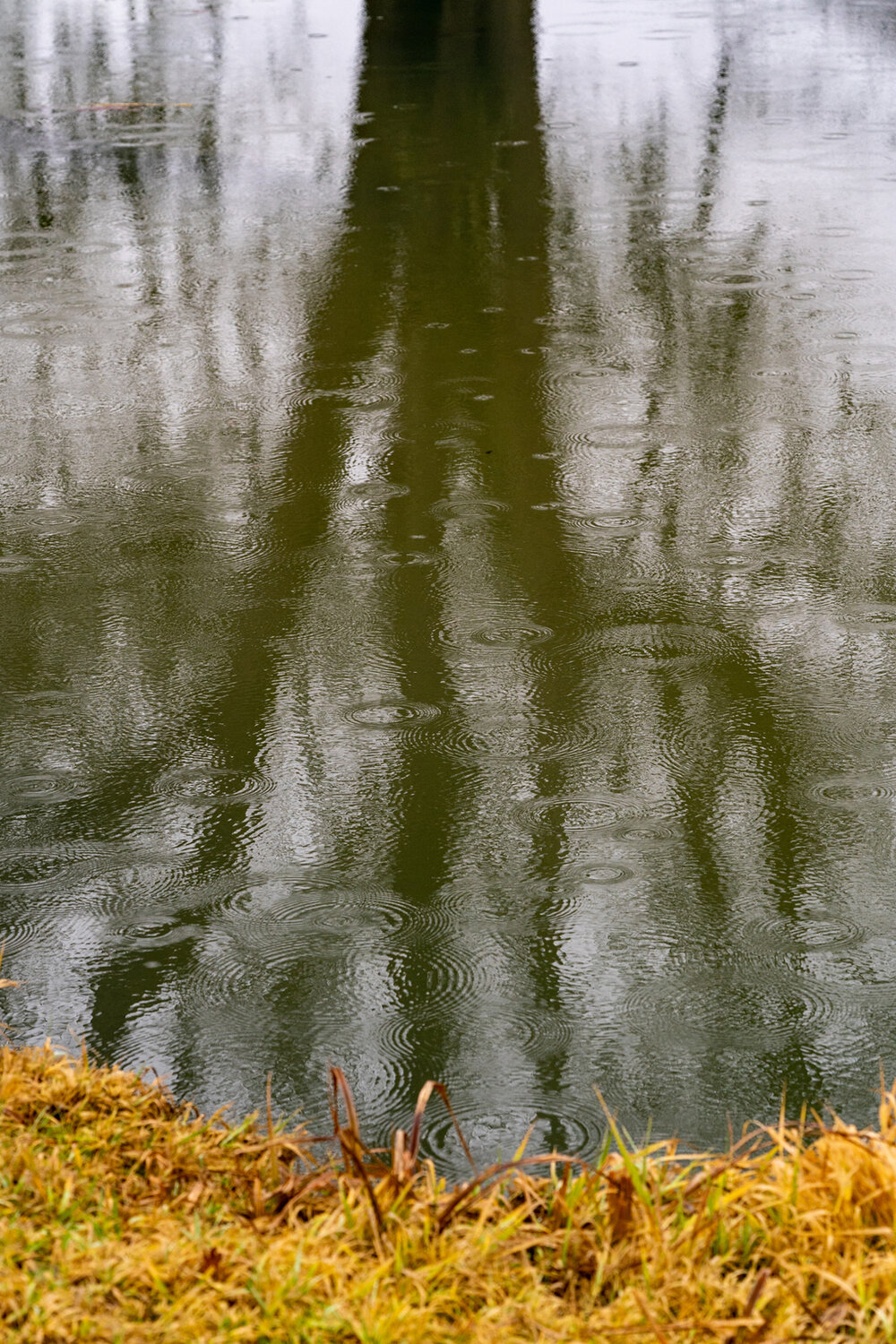 Wasim Muklashy Photography_Portland_Hillsboro_Oregon_Oakwood Gardens_Winter 2019_158.jpg