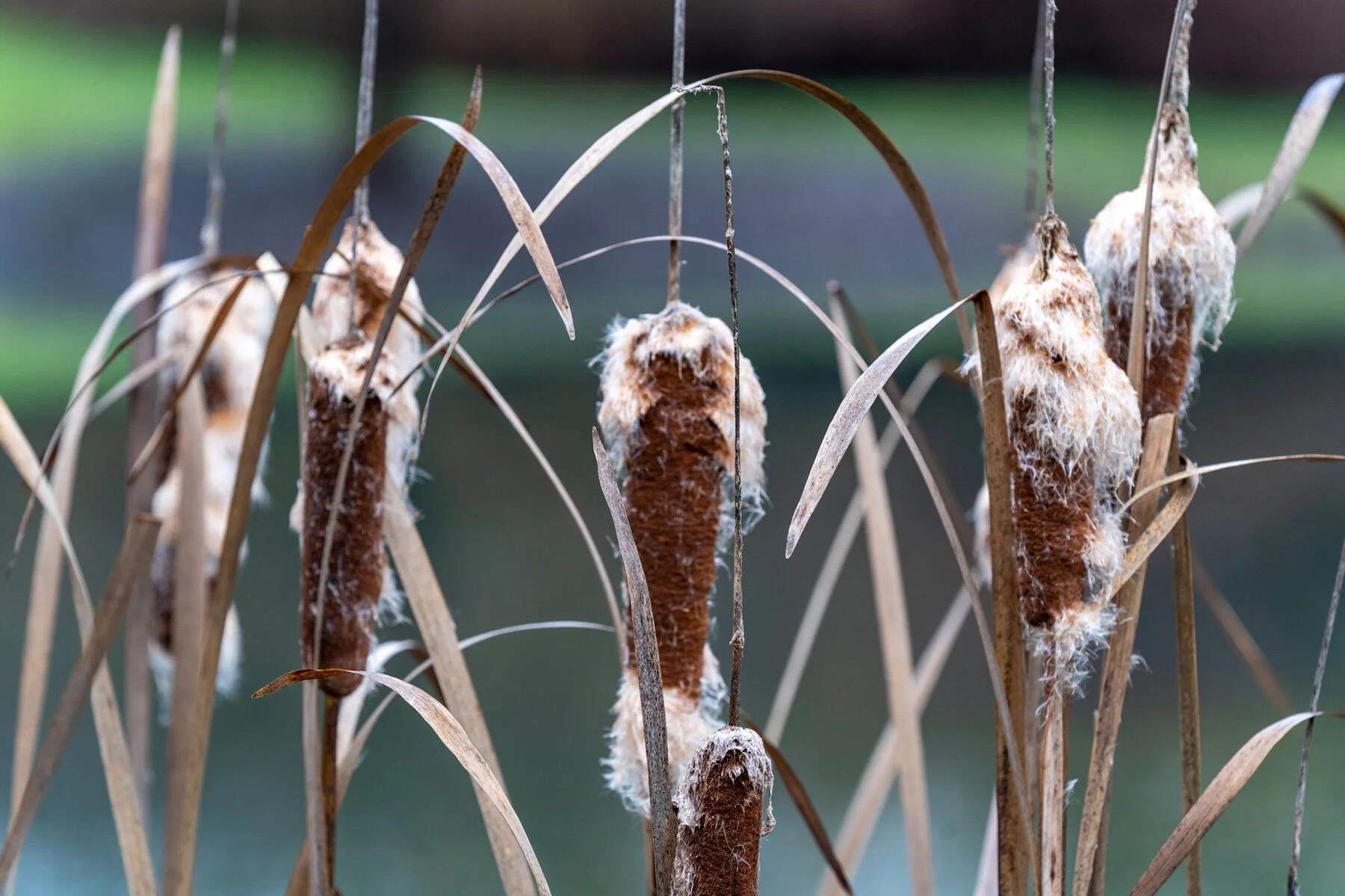 Wasim Muklashy Photography_Portland_Hillsboro_Oregon_Oakwood Gardens_Winter 2019_161.jpg