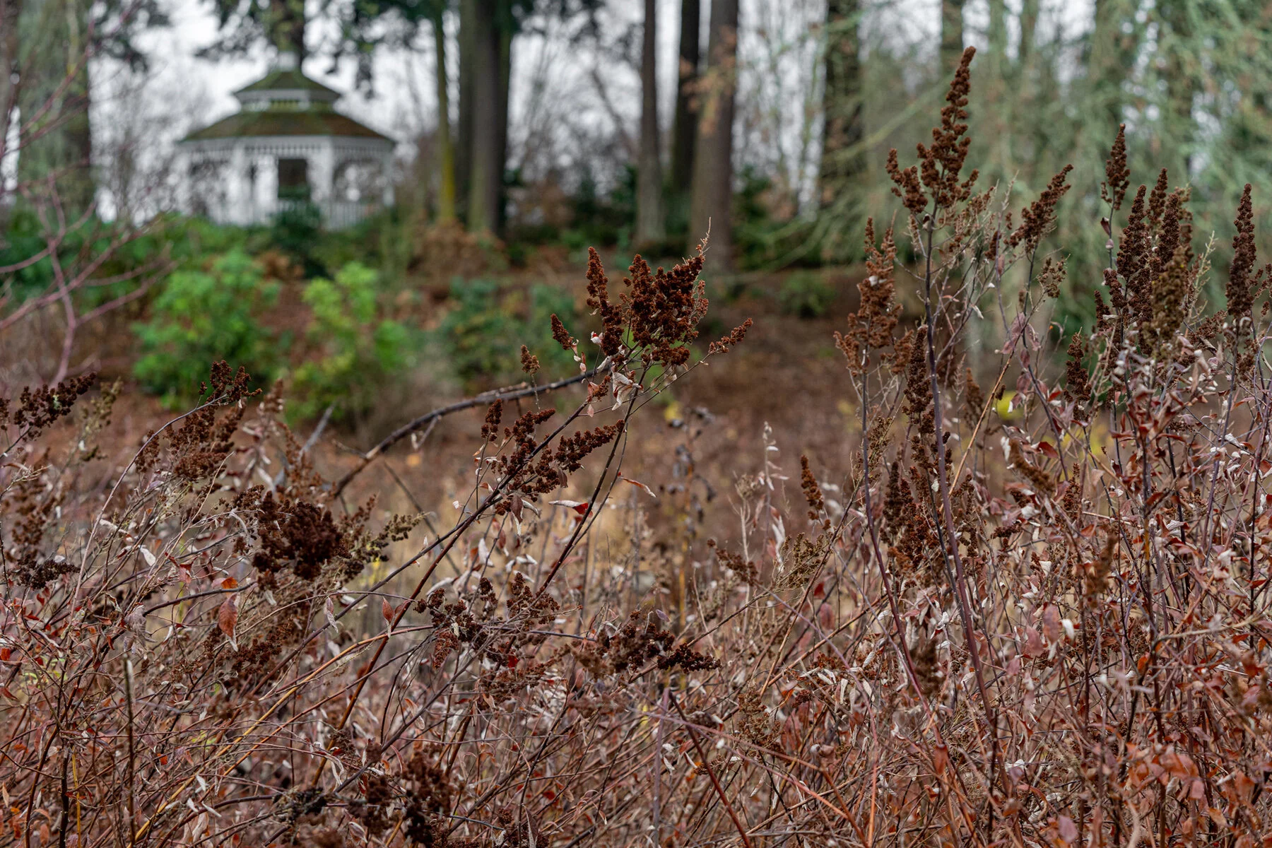Wasim Muklashy Photography_Portland_Hillsboro_Oregon_Oakwood Gardens_Winter 2019_164.jpg