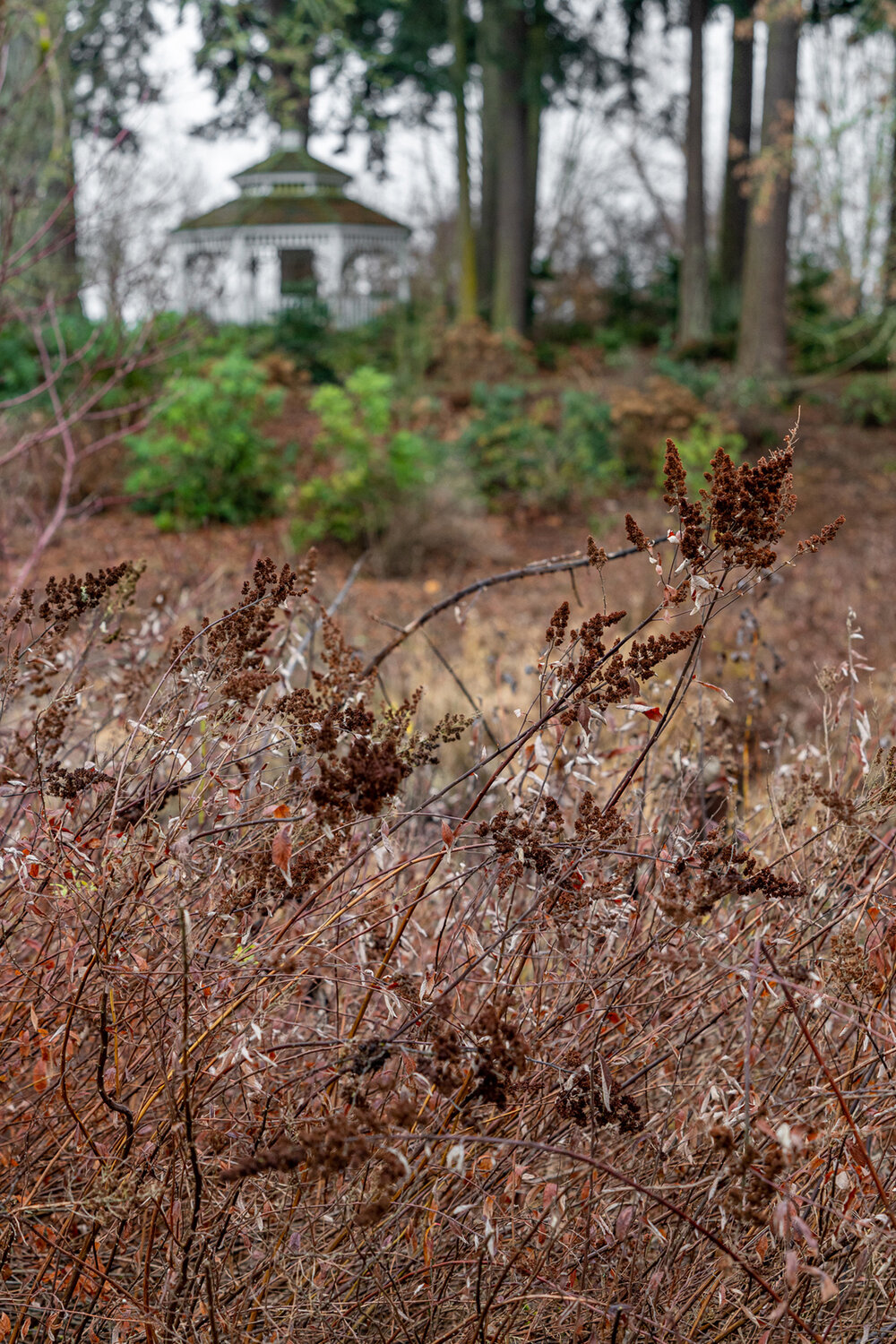 Wasim Muklashy Photography_Portland_Hillsboro_Oregon_Oakwood Gardens_Winter 2019_165.jpg