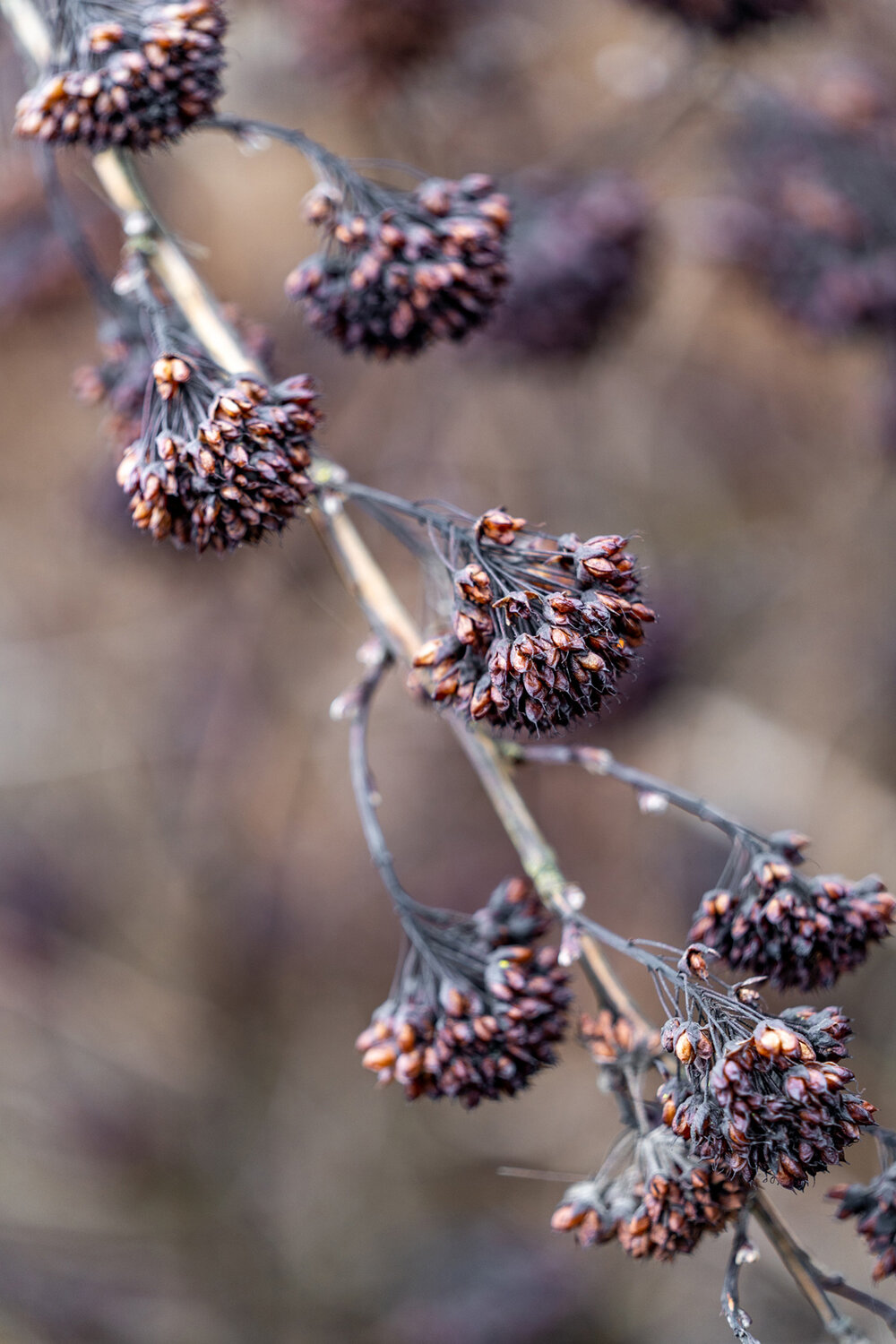 Wasim Muklashy Photography_Portland_Hillsboro_Oregon_Oakwood Gardens_Winter 2019_168.jpg