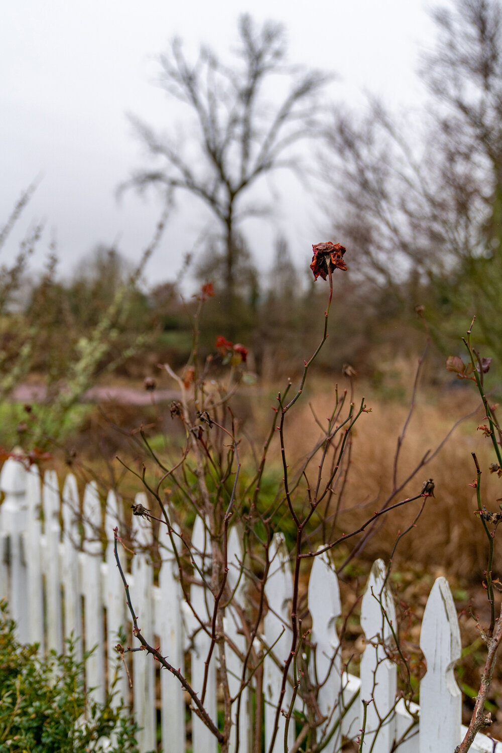 Wasim Muklashy Photography_Portland_Hillsboro_Oregon_Oakwood Gardens_Winter 2019_189.jpg