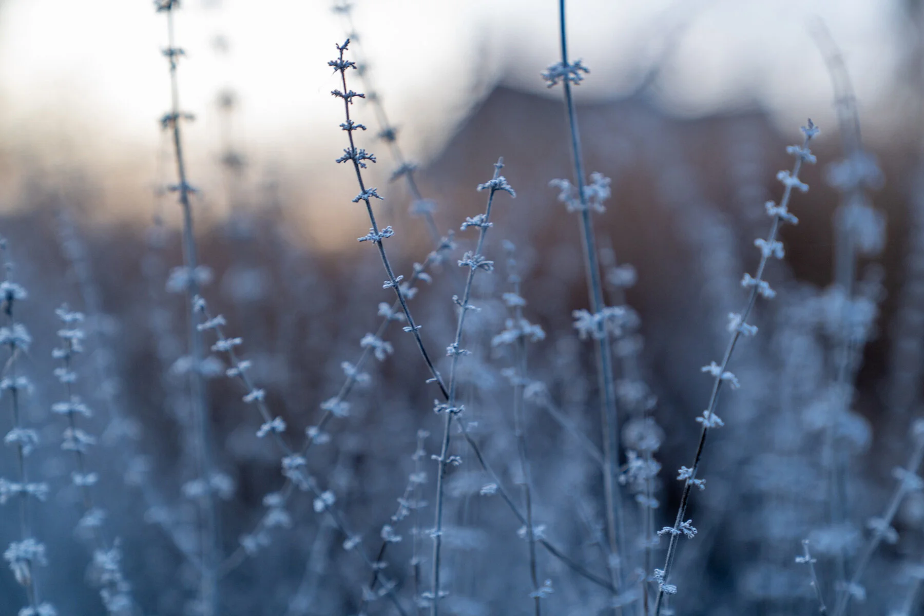 Wasim Muklashy Photography_Portland_Hillsboro_Oregon_Oakwood Gardens_Winter 2019_103.jpg