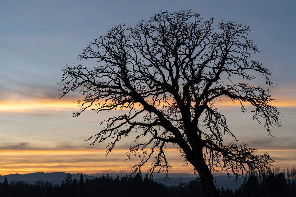 Wasim Muklashy Photography_Portland_Hillsboro_Oregon_Oakwood Gardens_Winter 2019_101.jpg