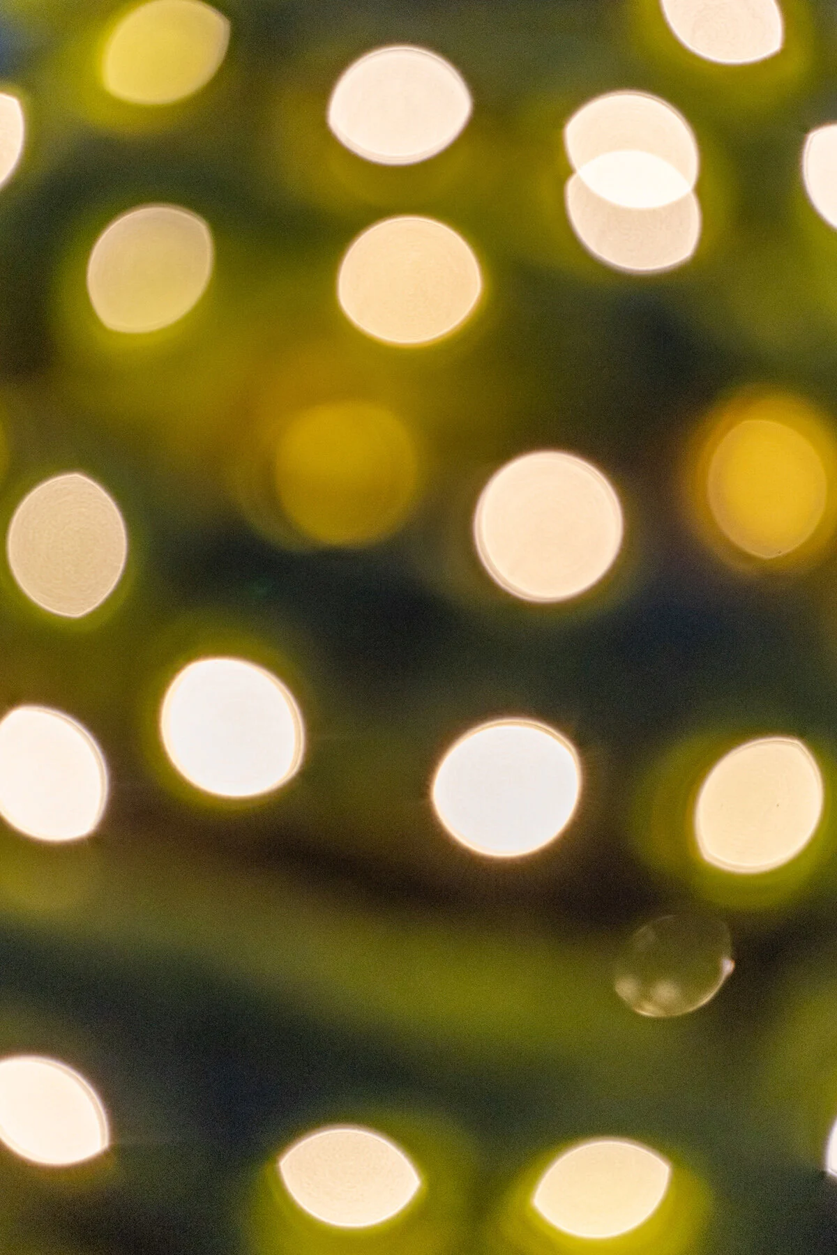 Wasim Muklashy Photography_Portland_Hillsboro_Oregon_Oakwood Gardens_Winter 2019_108.jpg