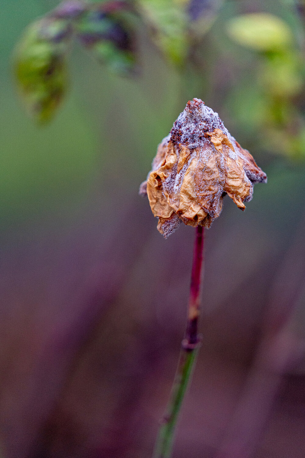 Wasim Muklashy Photography_Portland_Hillsboro_Oregon_Oakwood Gardens_Winter 2019_122.jpg