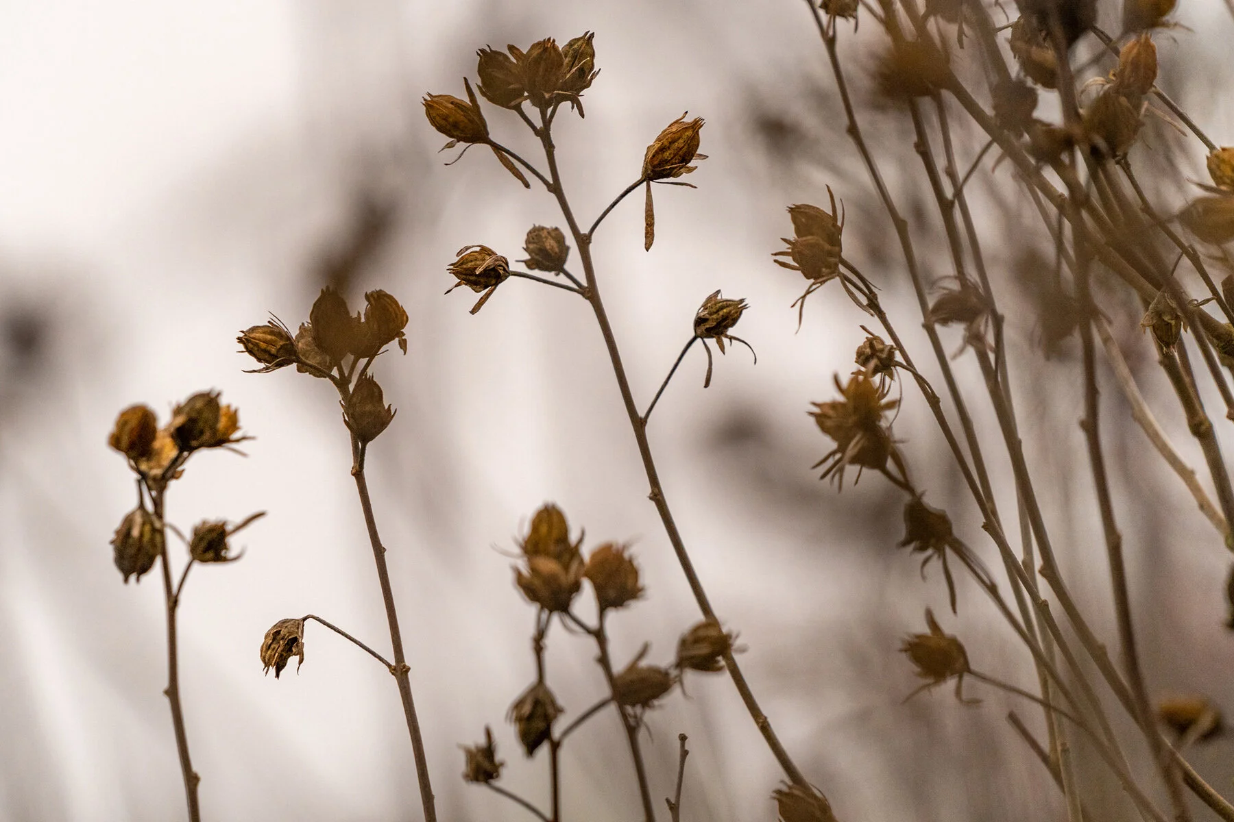 Wasim Muklashy Photography_Portland_Hillsboro_Oregon_Oakwood Gardens_Winter 2019_123.jpg