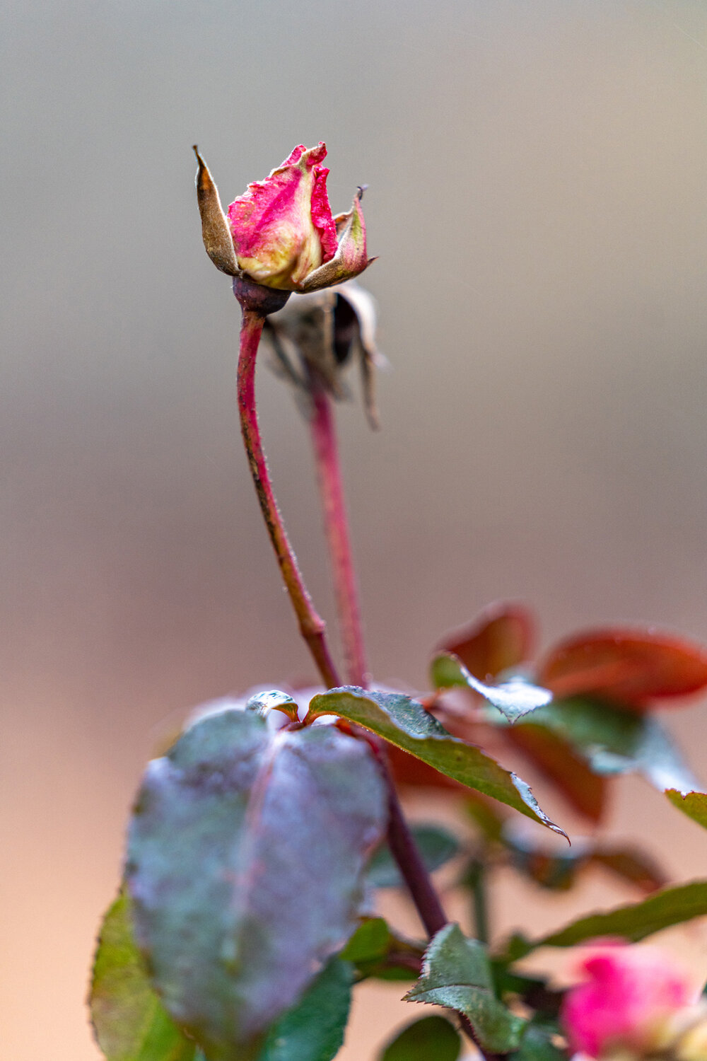 Wasim Muklashy Photography_Portland_Hillsboro_Oregon_Oakwood Gardens_Winter 2019_136.jpg