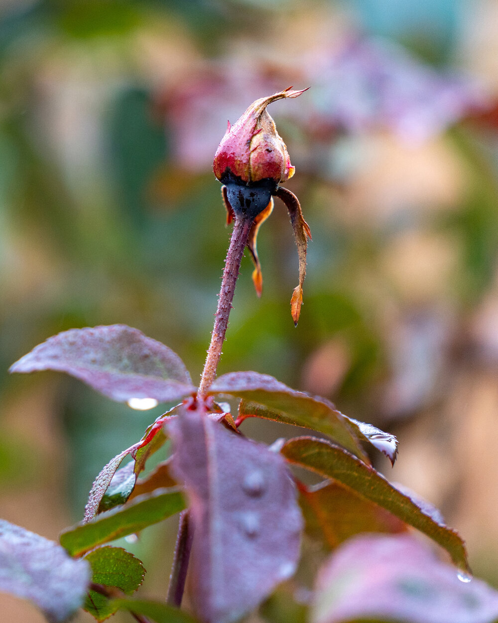 Wasim Muklashy Photography_Portland_Hillsboro_Oregon_Oakwood Gardens_Winter 2019_137.jpg