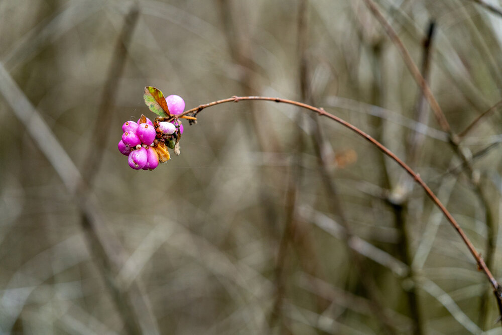 Wasim Muklashy Photography_Portland_Hillsboro_Oregon_Oakwood Gardens_Winter 2019_141.jpg