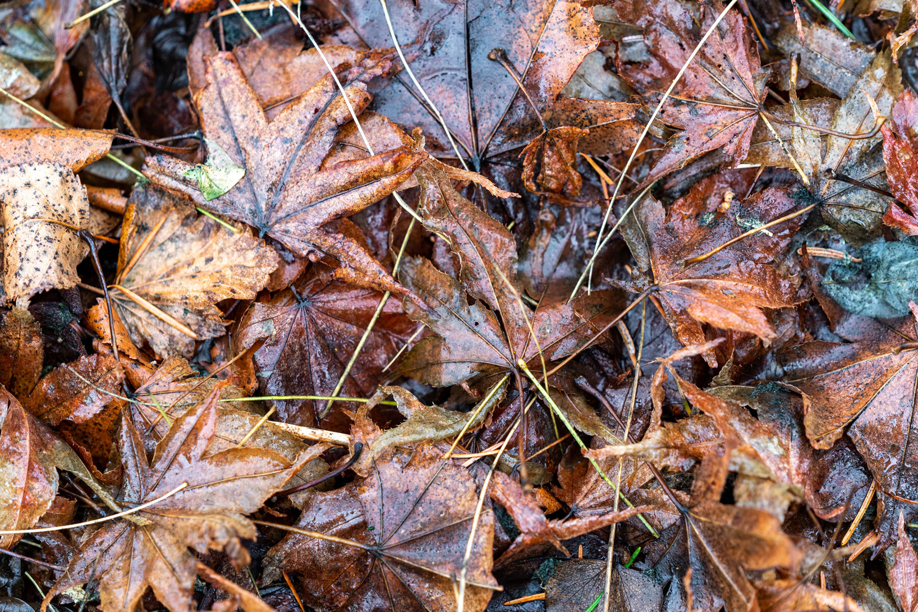 Wasim Muklashy Photography_Portland_Hillsboro_Oregon_Oakwood Gardens_Winter 2019_145.jpg