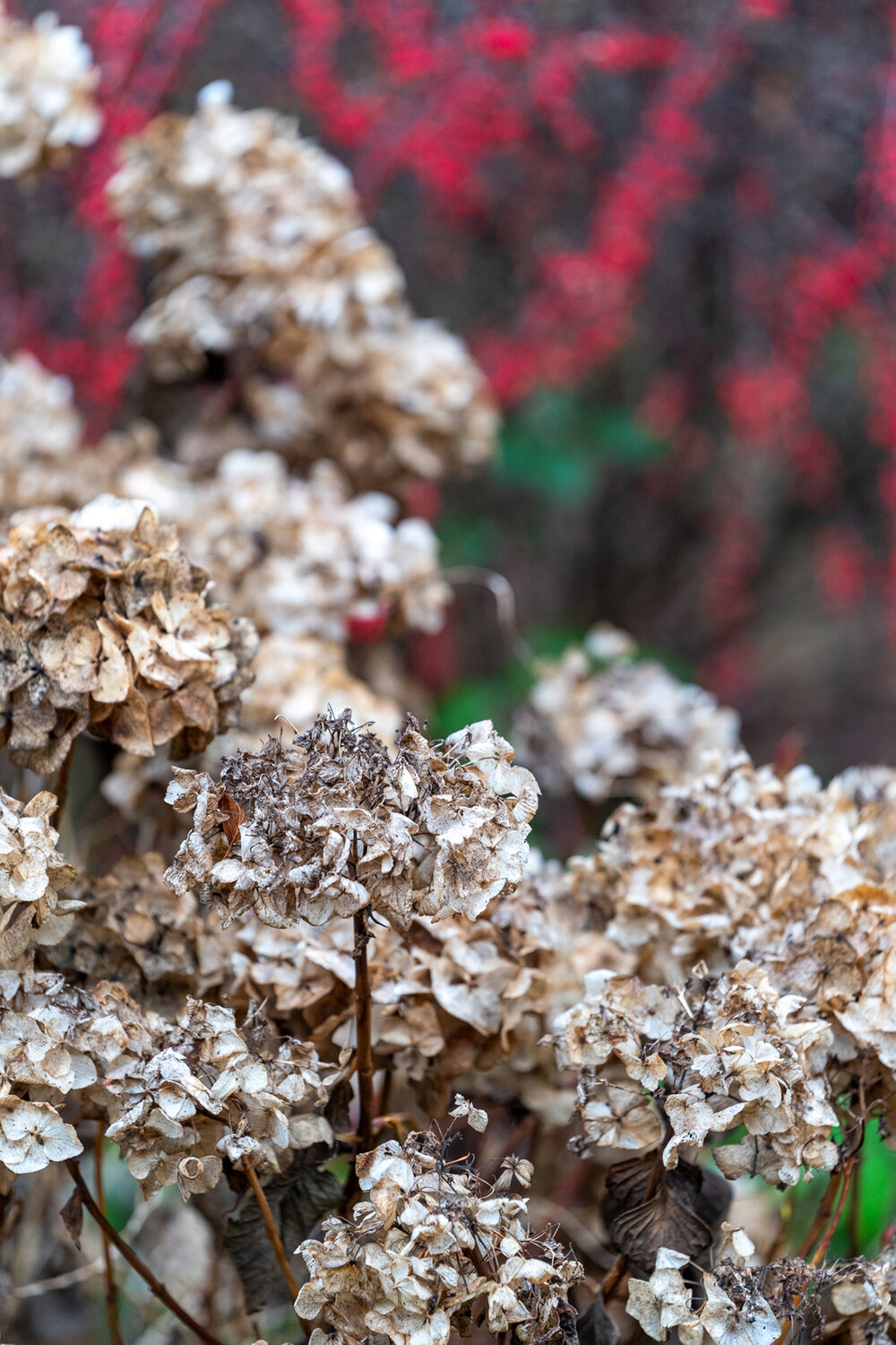 Wasim Muklashy Photography_Portland_Hillsboro_Oregon_Oakwood Gardens_Winter 2019_148.jpg