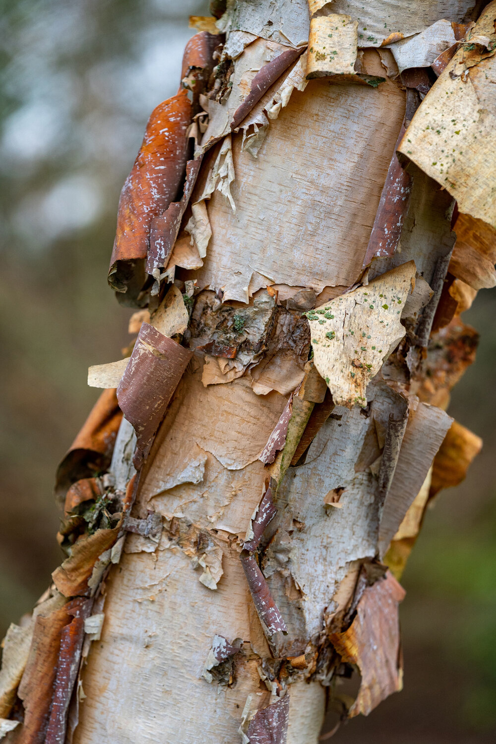 Wasim Muklashy Photography_Portland_Hillsboro_Oregon_Oakwood Gardens_Winter 2019_149.jpg