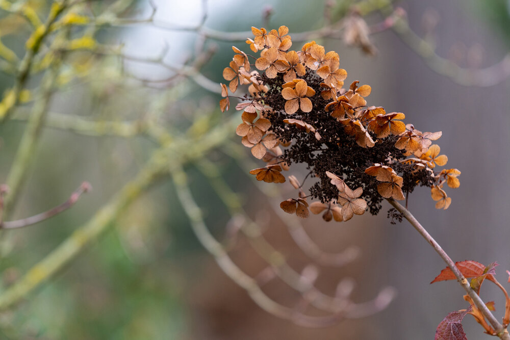 Wasim Muklashy Photography_Portland_Hillsboro_Oregon_Oakwood Gardens_Winter 2019_150.jpg