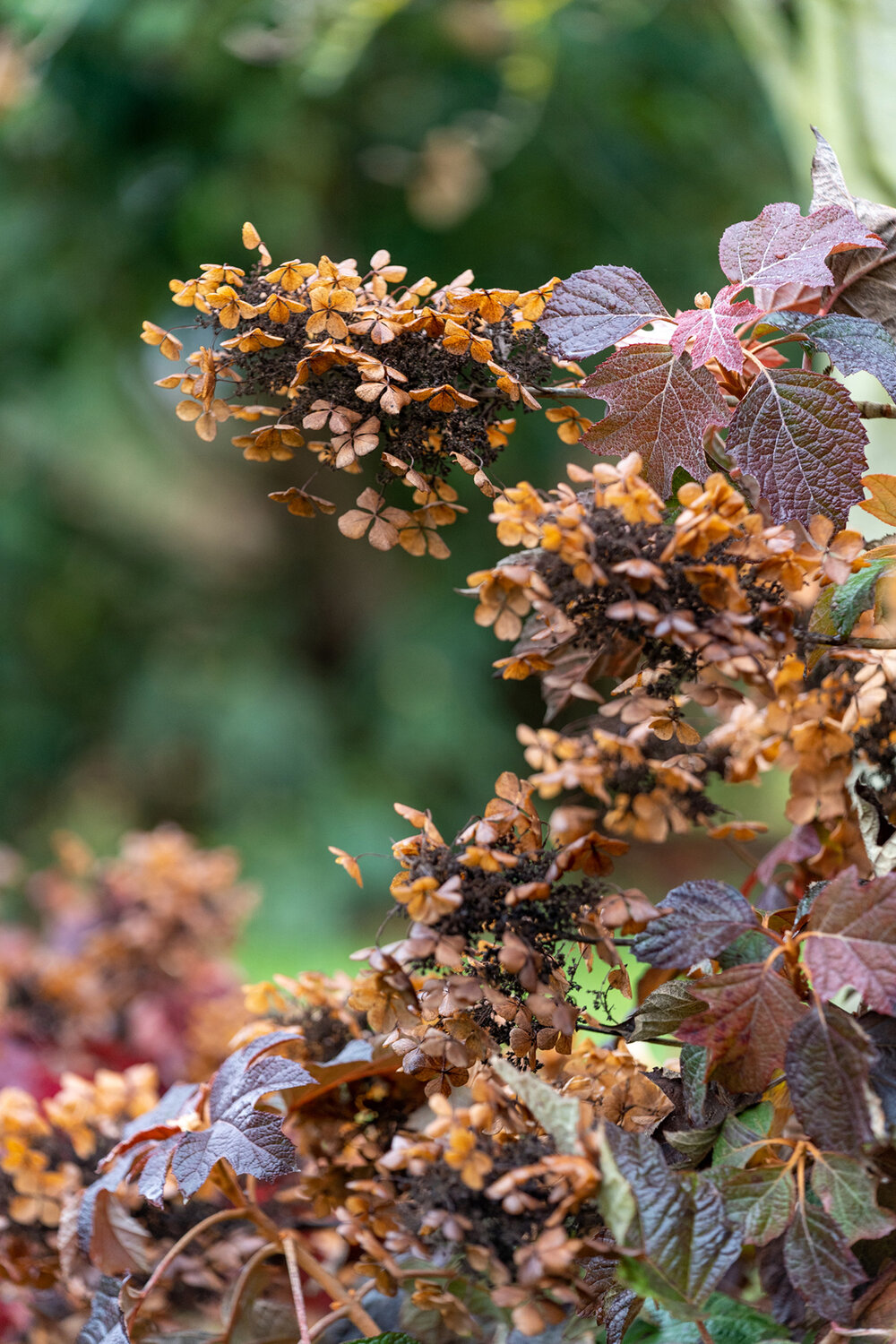 Wasim Muklashy Photography_Portland_Hillsboro_Oregon_Oakwood Gardens_Winter 2019_151.jpg