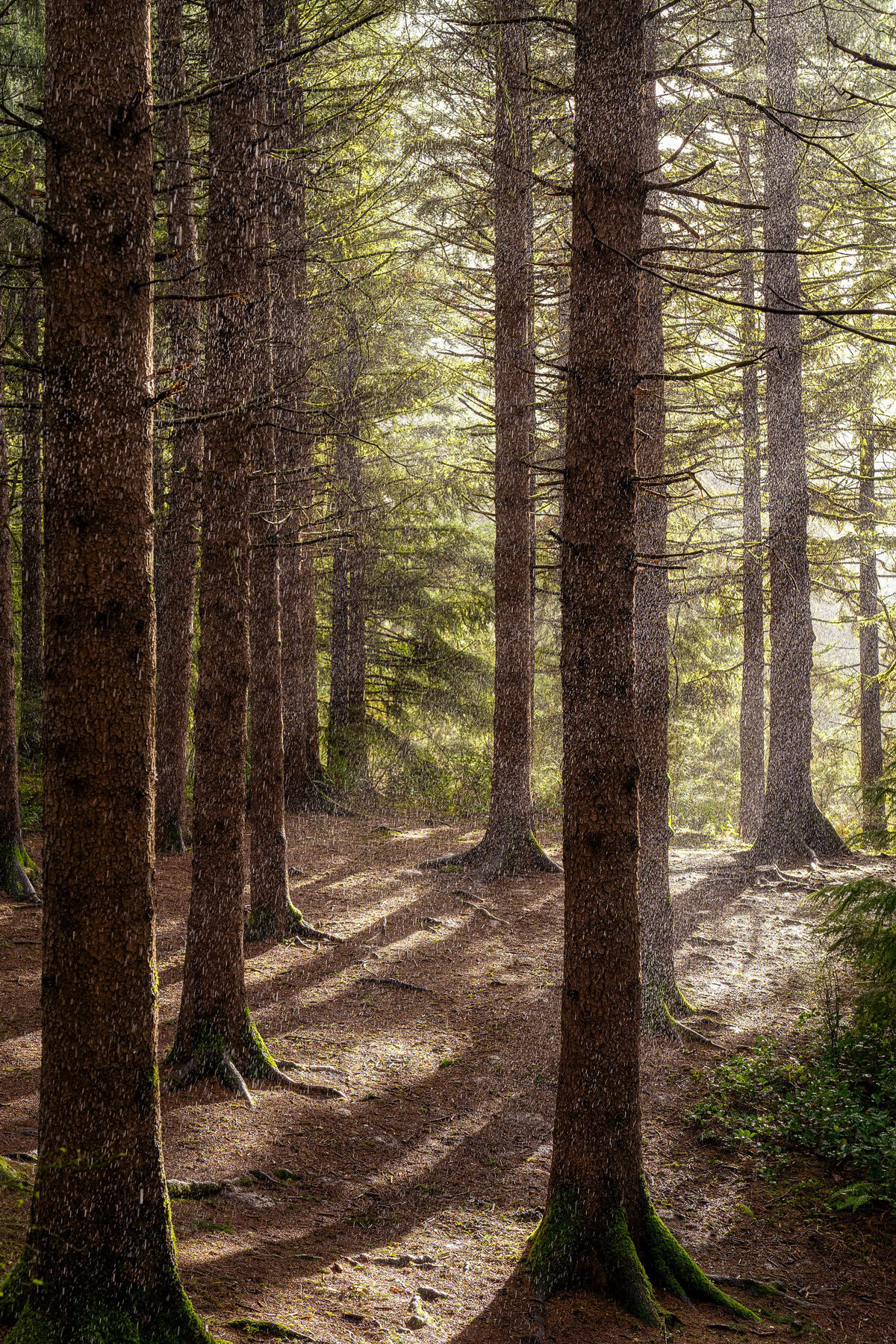 Wasim-Muklashy-Photography_Forest-Park_Hoyt-Arboretum_Portland_Oregon_105_site.jpg