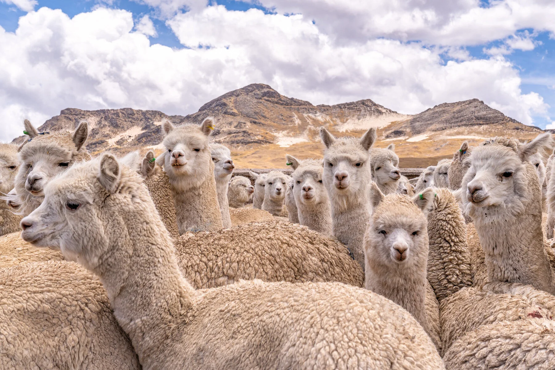 116_Wasim-Muklashy-Photography_Andes-Mountains_Peru_Quechua-Benefit_Picotani_Spar_Macusani_Alpaca.jpg