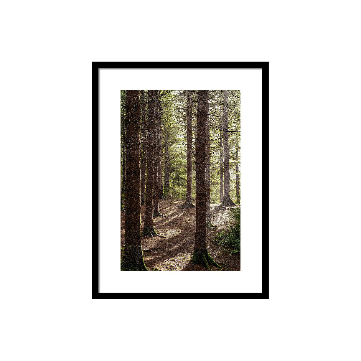 raining-hailing-sunny-forest-the-portrait-wasim-muklashy.png