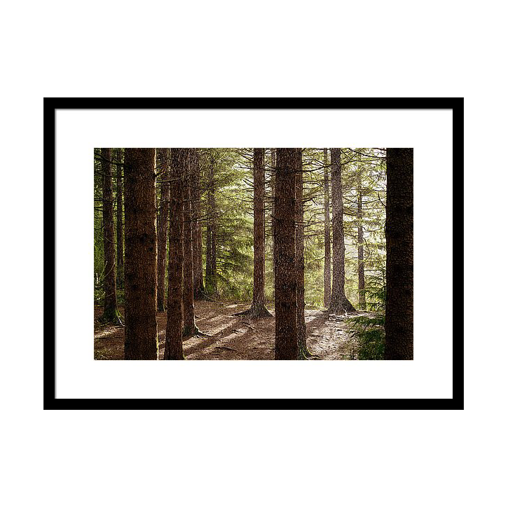 raining-hailing-sunny-forest-wasim-muklashy.png