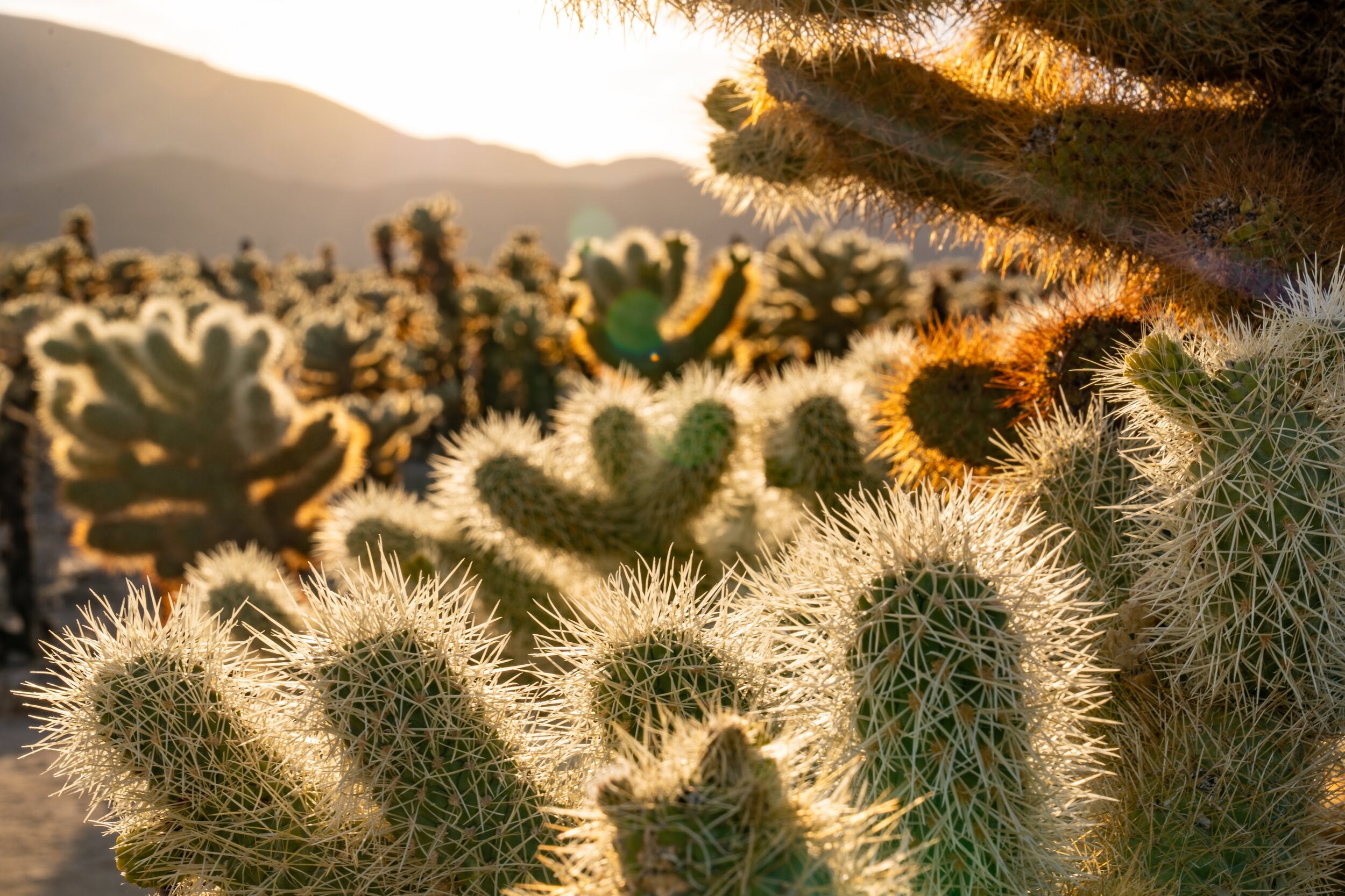 Wasim Muklashy Photography_Joshua Tree National Park_California_102.jpg