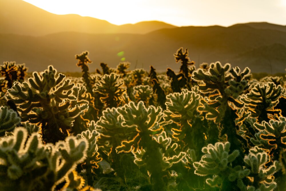 Wasim Muklashy Photography_Joshua Tree National Park_California_103.jpg