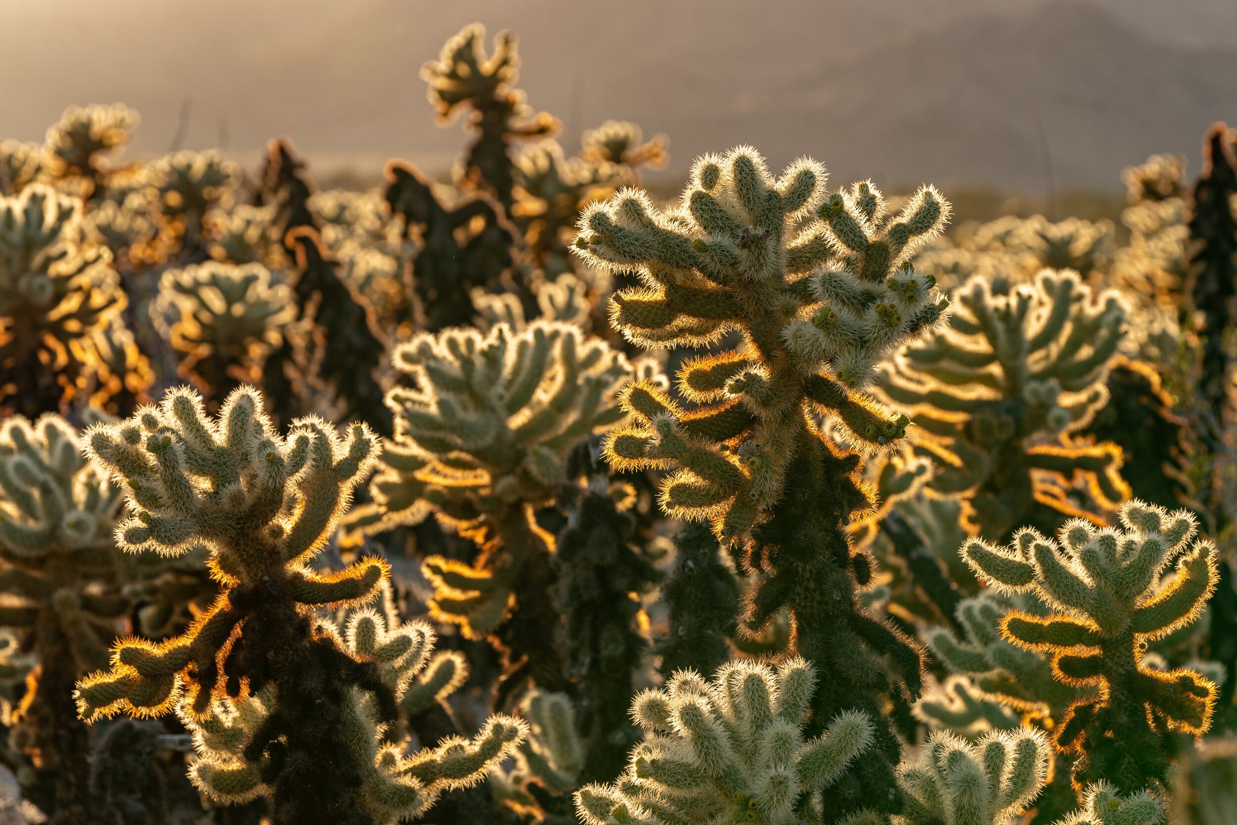 Wasim Muklashy Photography_Joshua Tree National Park_California_104.jpg