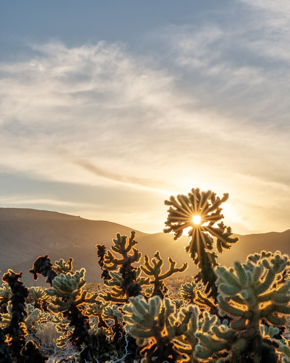 Wasim Muklashy Photography_Joshua Tree National Park_California_107.jpg