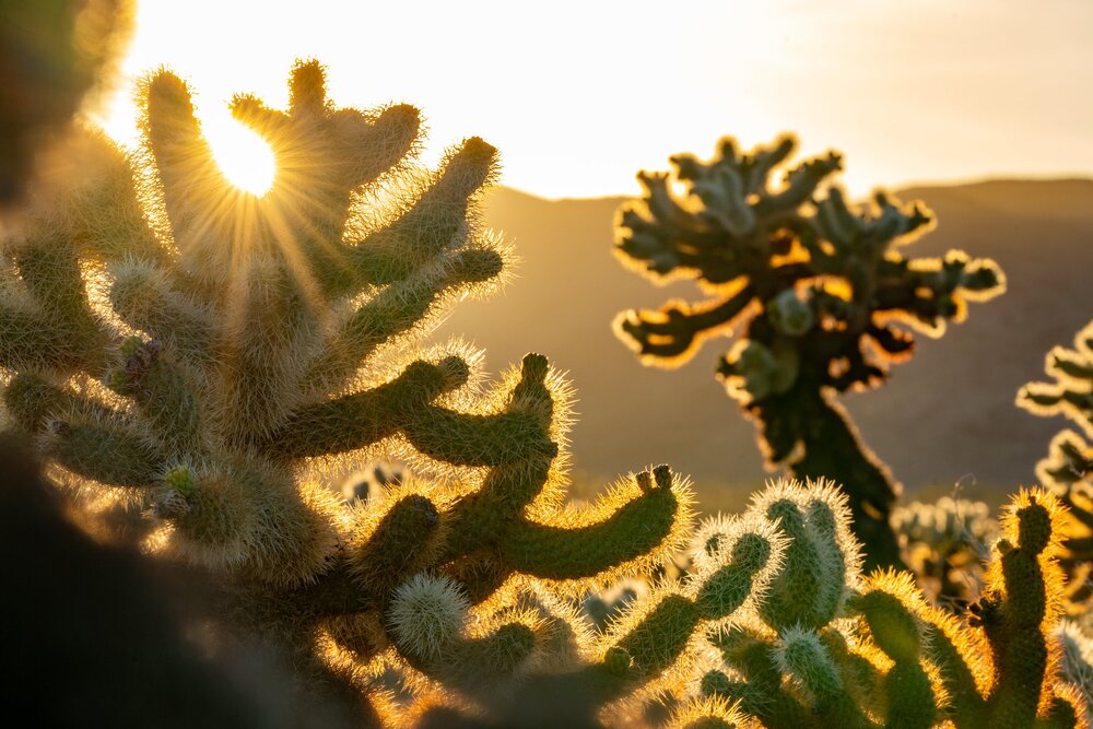 Wasim Muklashy Photography_Joshua Tree National Park_California_108.jpg