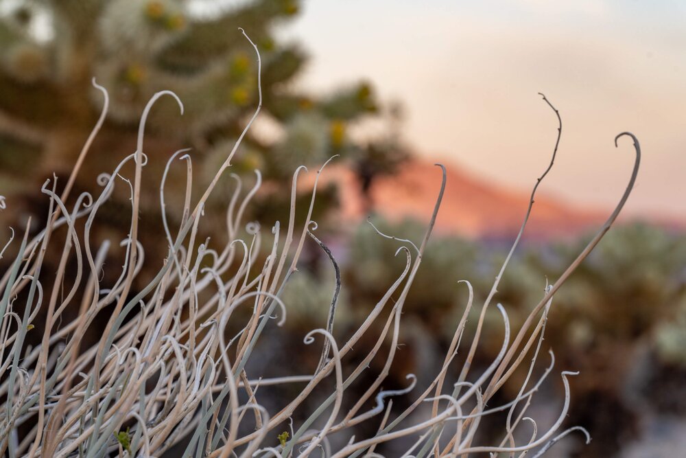 Wasim Muklashy Photography_Joshua Tree National Park_California_109.jpg