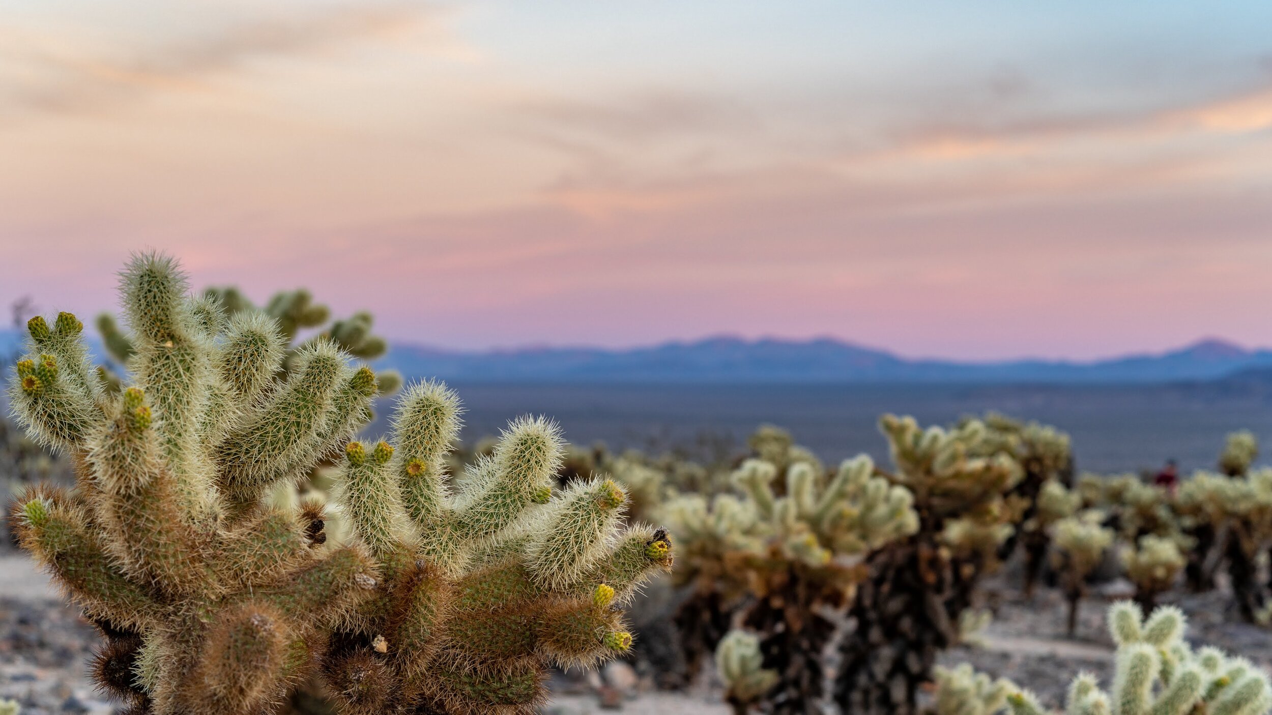 Wasim Muklashy Photography_Joshua Tree National Park_California_111.jpg