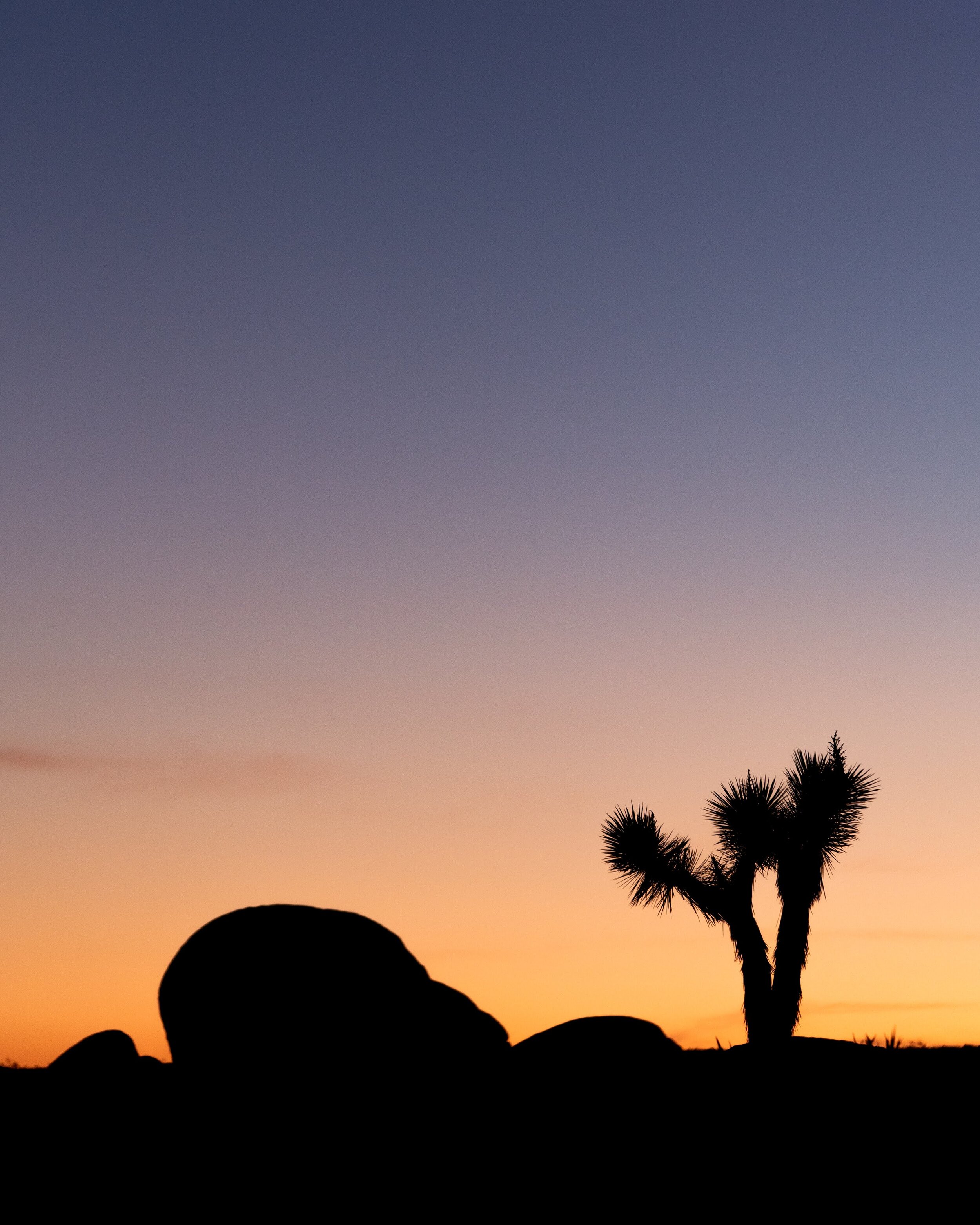 Wasim Muklashy Photography_Joshua Tree National Park_California_118.jpg