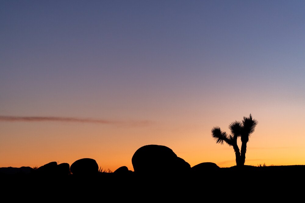 Wasim Muklashy Photography_Joshua Tree National Park_California_119.jpg