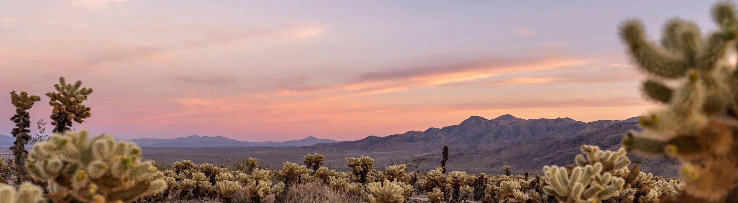 When The Going Gets Weird, The Weird Go To Joshua Tree.