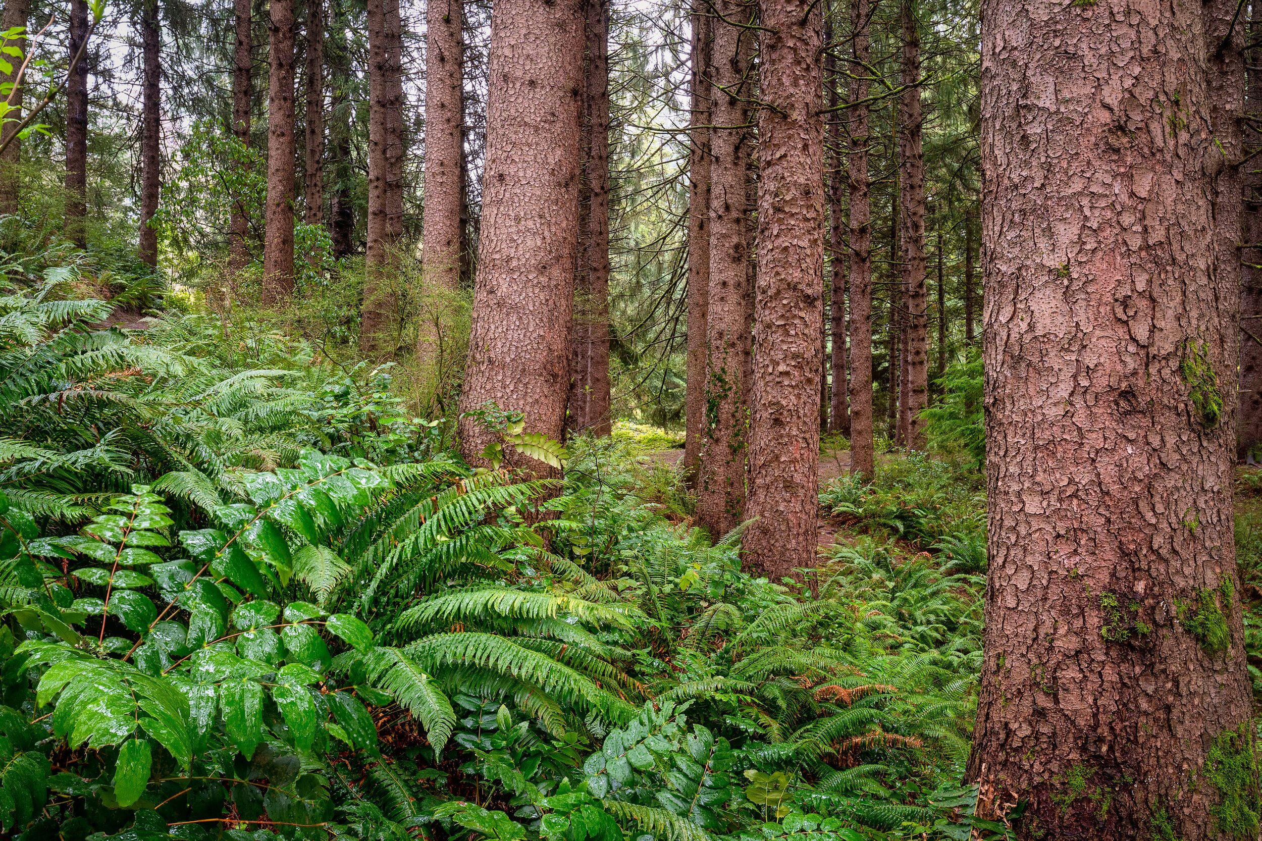 Wasim Muklashy Photography_Forest Park_Hoyt Arboretum_Portland_Oregon_102.jpg