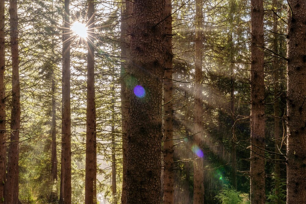 Wasim Muklashy Photography_Forest Park_Hoyt Arboretum_Portland_Oregon_106.jpg