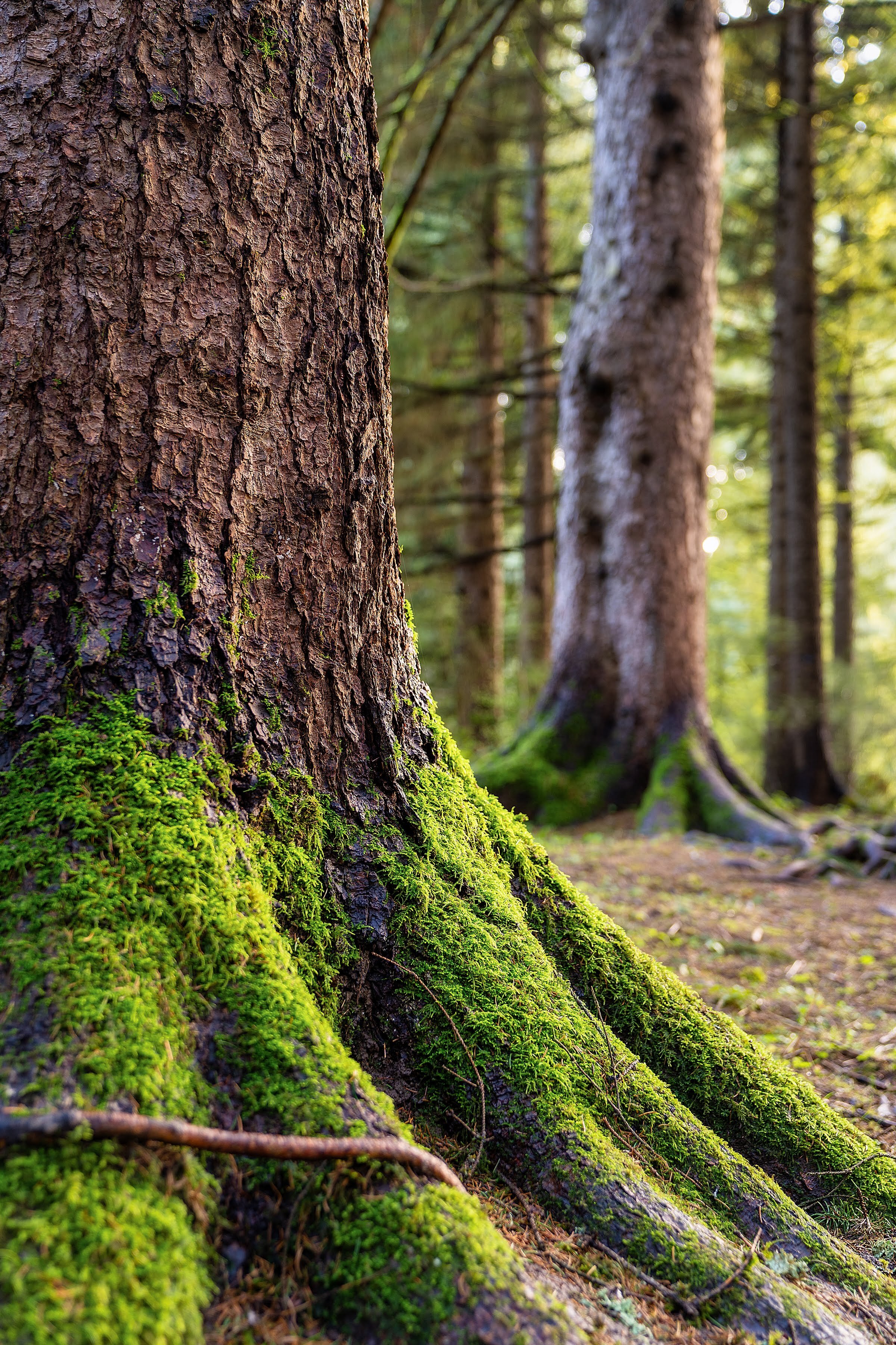 Wasim Muklashy Photography_Forest Park_Hoyt Arboretum_Portland_Oregon_107.jpg