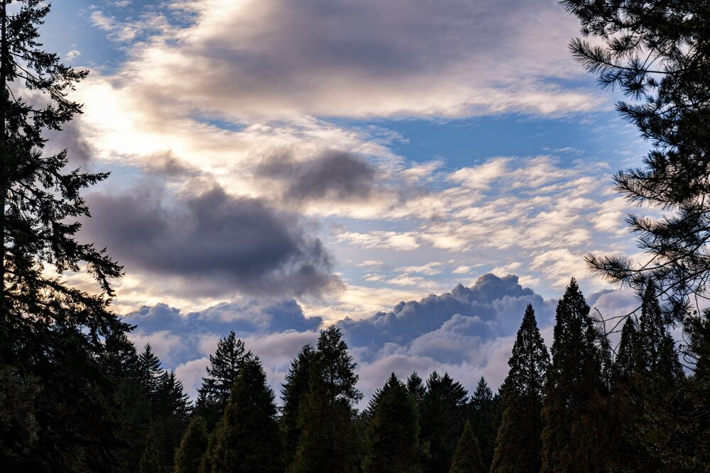 Wasim Muklashy Photography_Forest Park_Hoyt Arboretum_Portland_Oregon_109.jpg