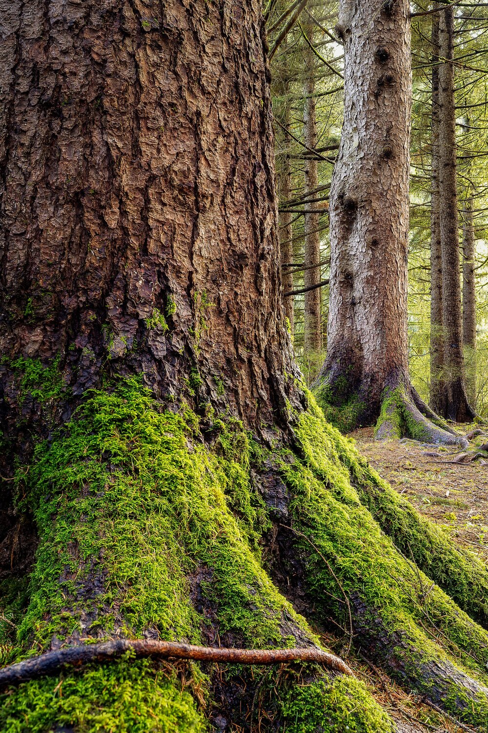 Wasim Muklashy Photography_Forest Park_Hoyt Arboretum_Portland_Oregon_108.jpg