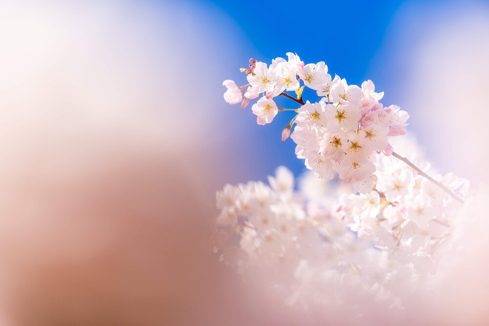 Cherry Blossoms in Portland, Oregon