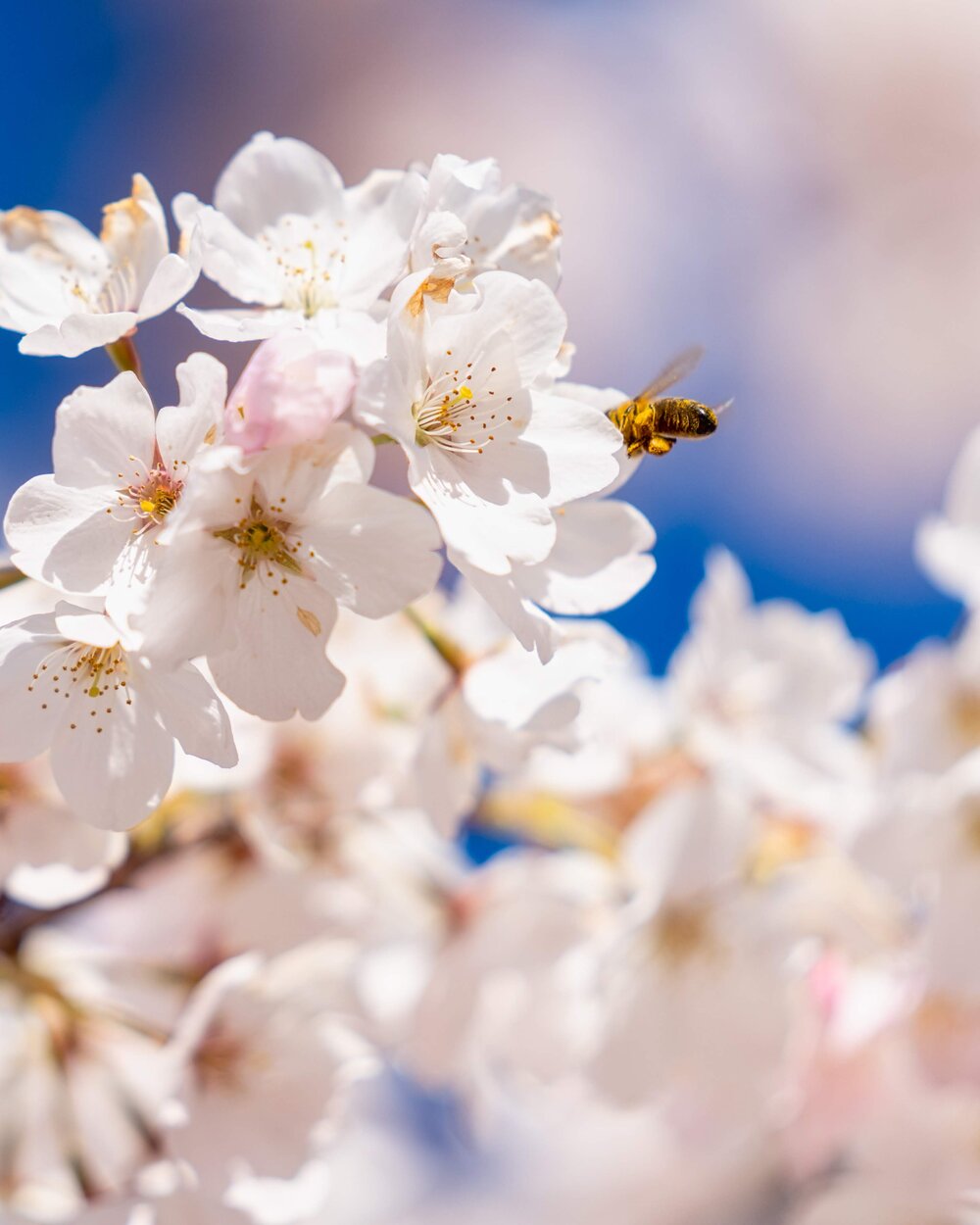 Bees on Cherry Blossoms in Portland, Oregon
