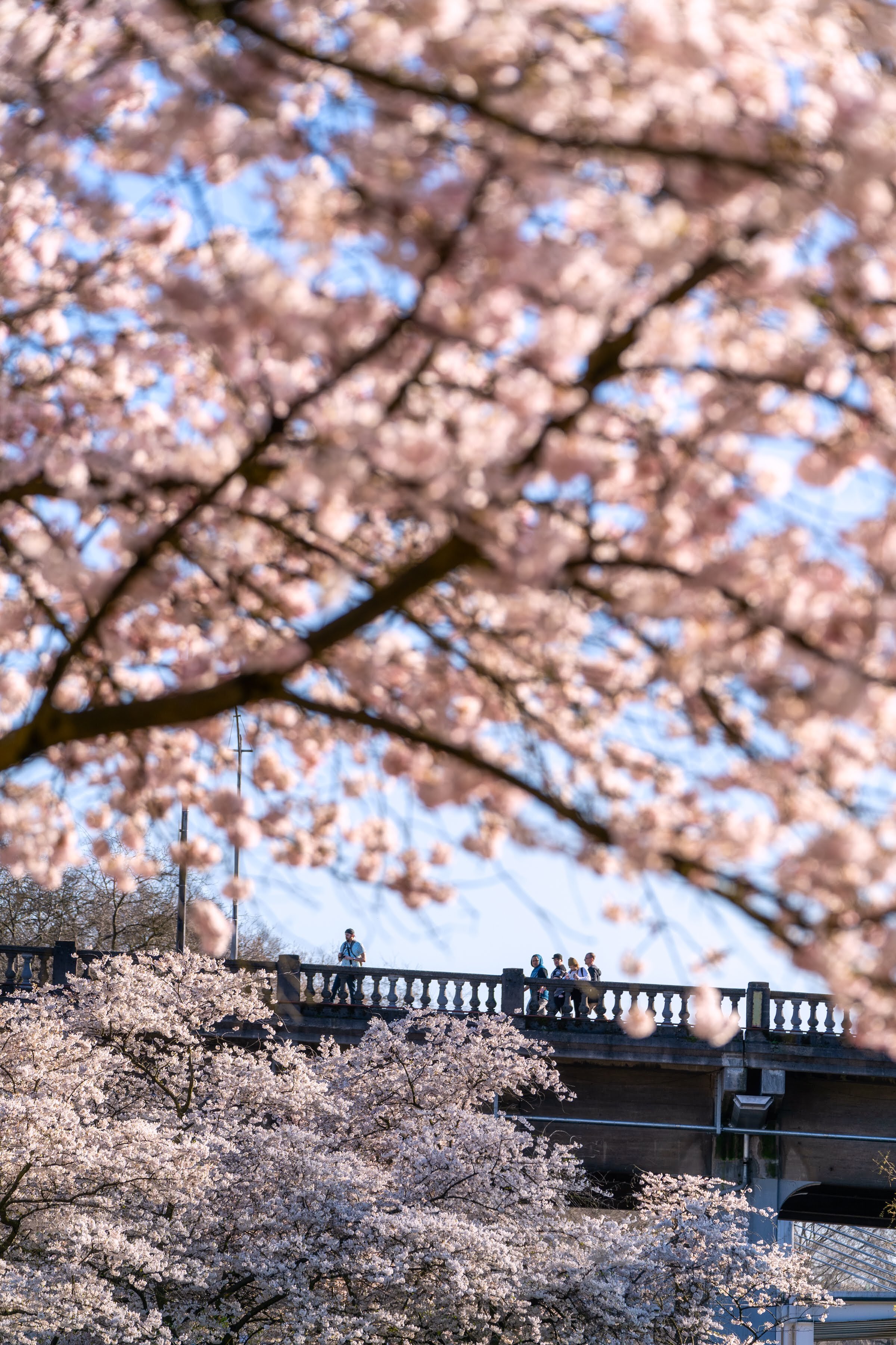 Cherry Blossoms in Portland, Oregon