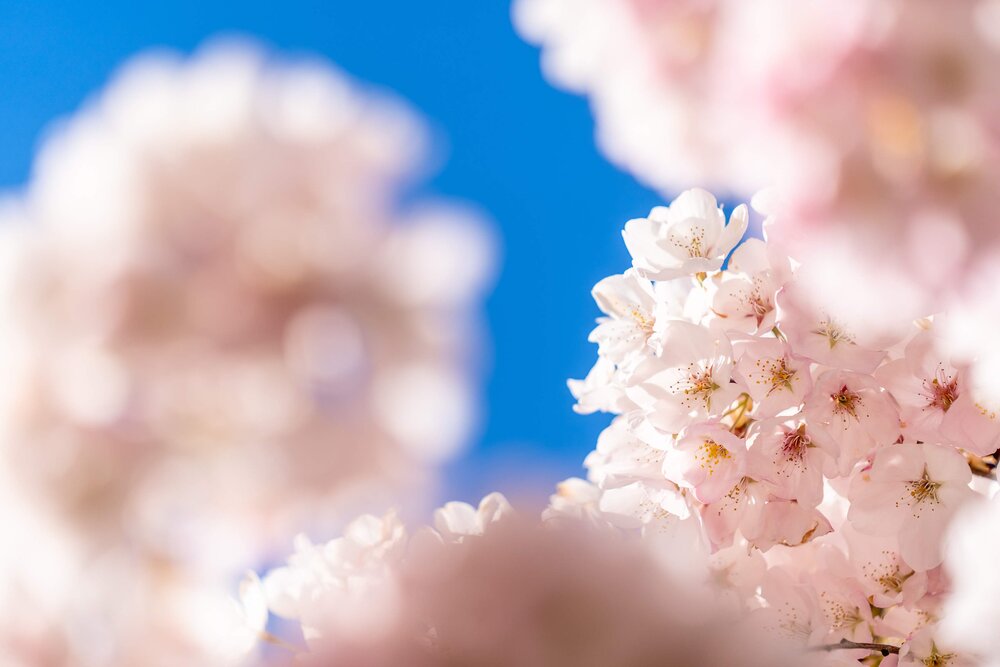 Cherry Blossoms in Portland, Oregon