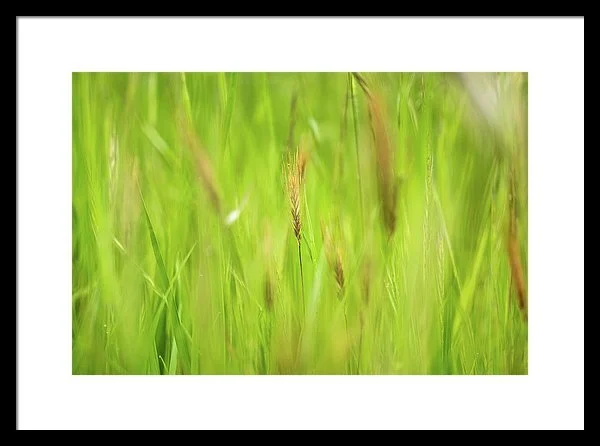 Stuck In The Madgrass