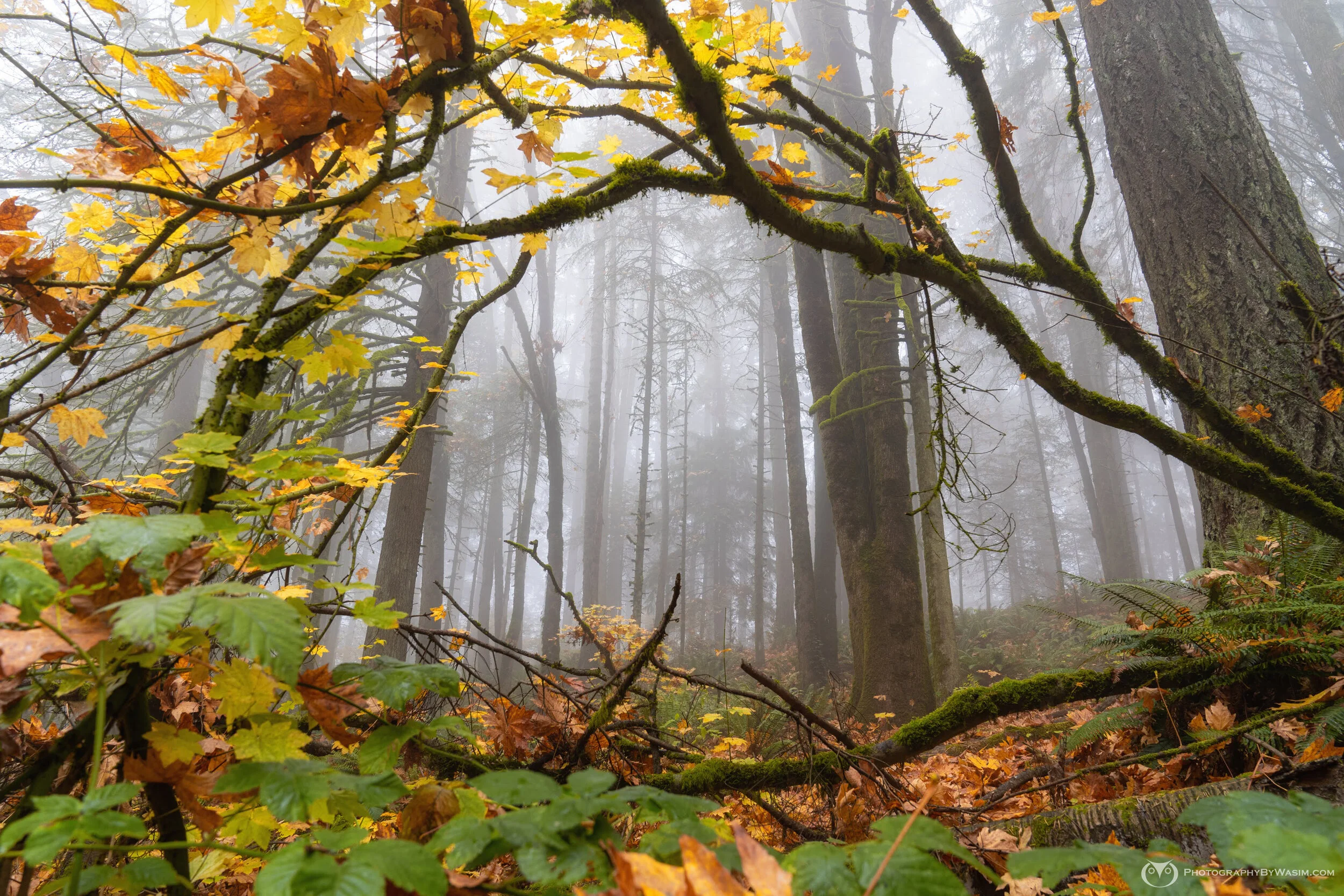 Now Is The Time To Invite The Healing Powers Of Mother Nature Into Your Home - A Few Free Gifts (And An Announcement...)