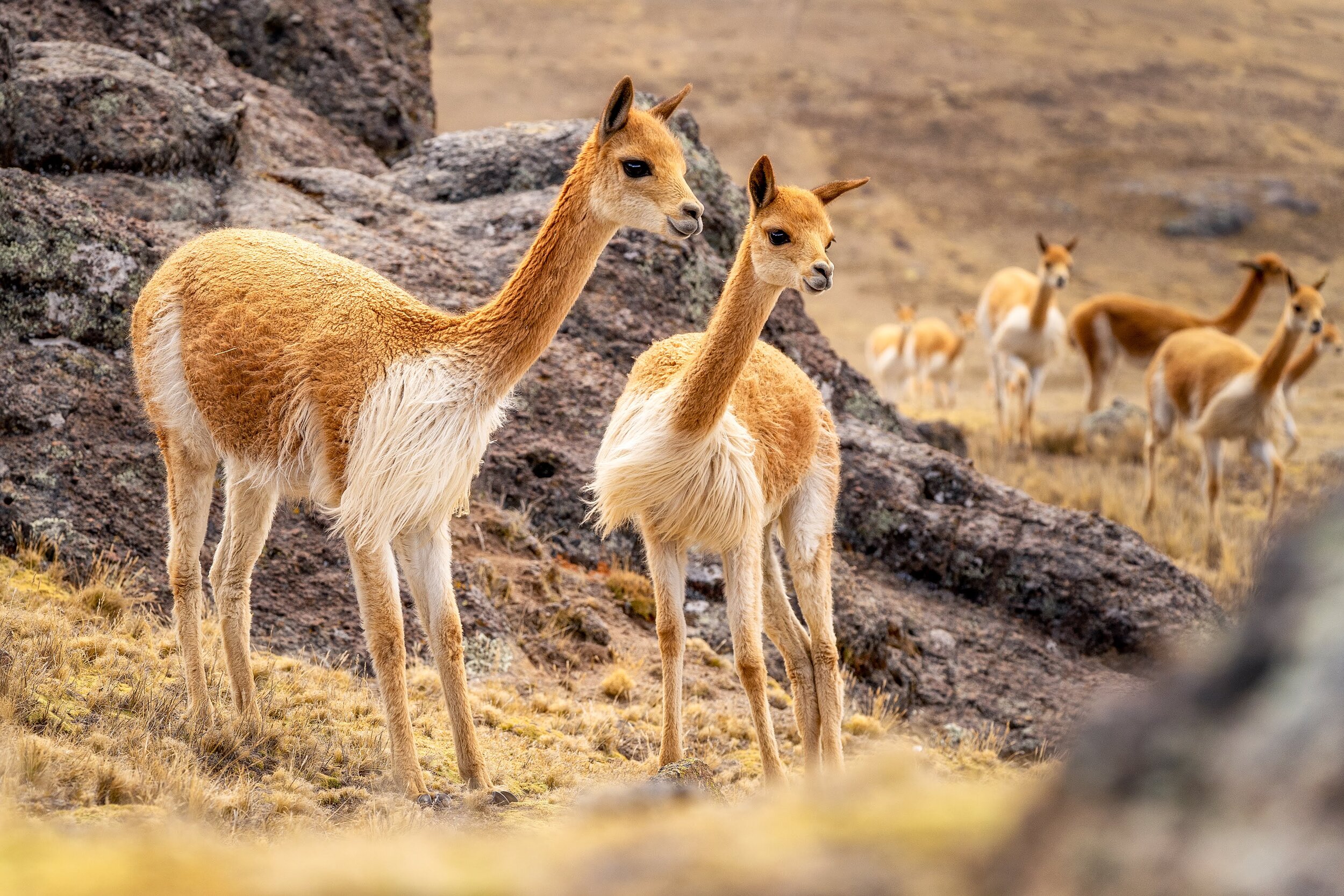 067_Wasim Muklashy Photography_Andes Mountains_Peru_Quechua Benefit_Picotani_Vicuna Chaccu.jpg